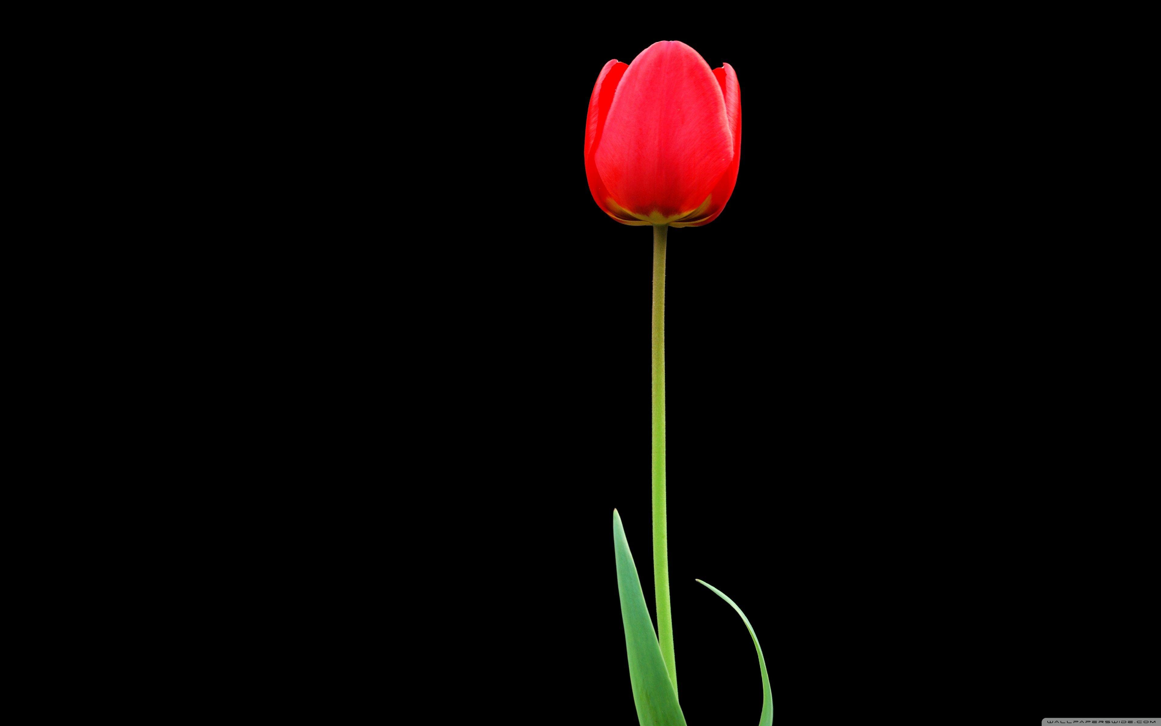 3840x2400 Tulip