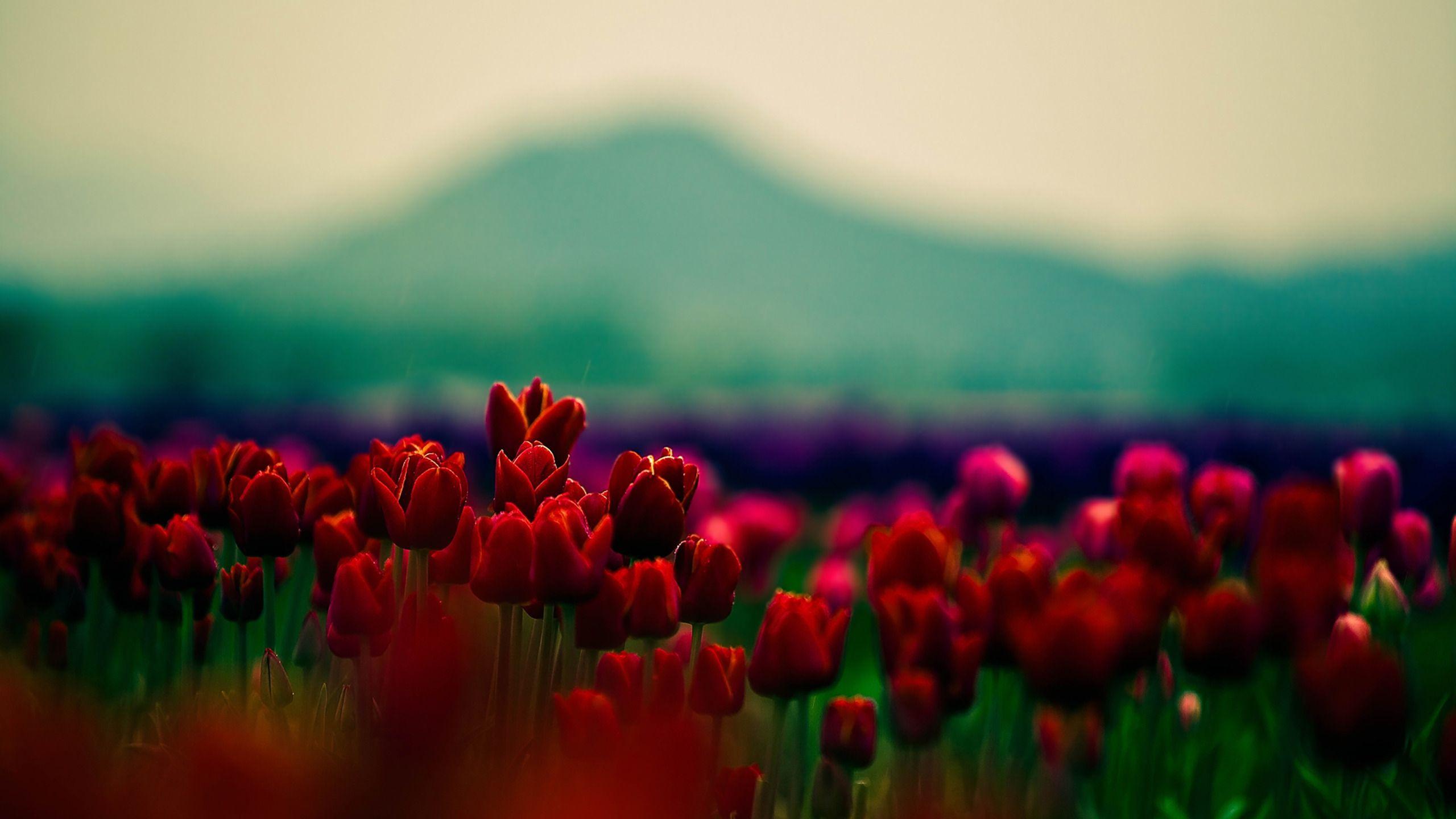 2560x1440 Red Tulips Field desktop PC and Mac wallpaper