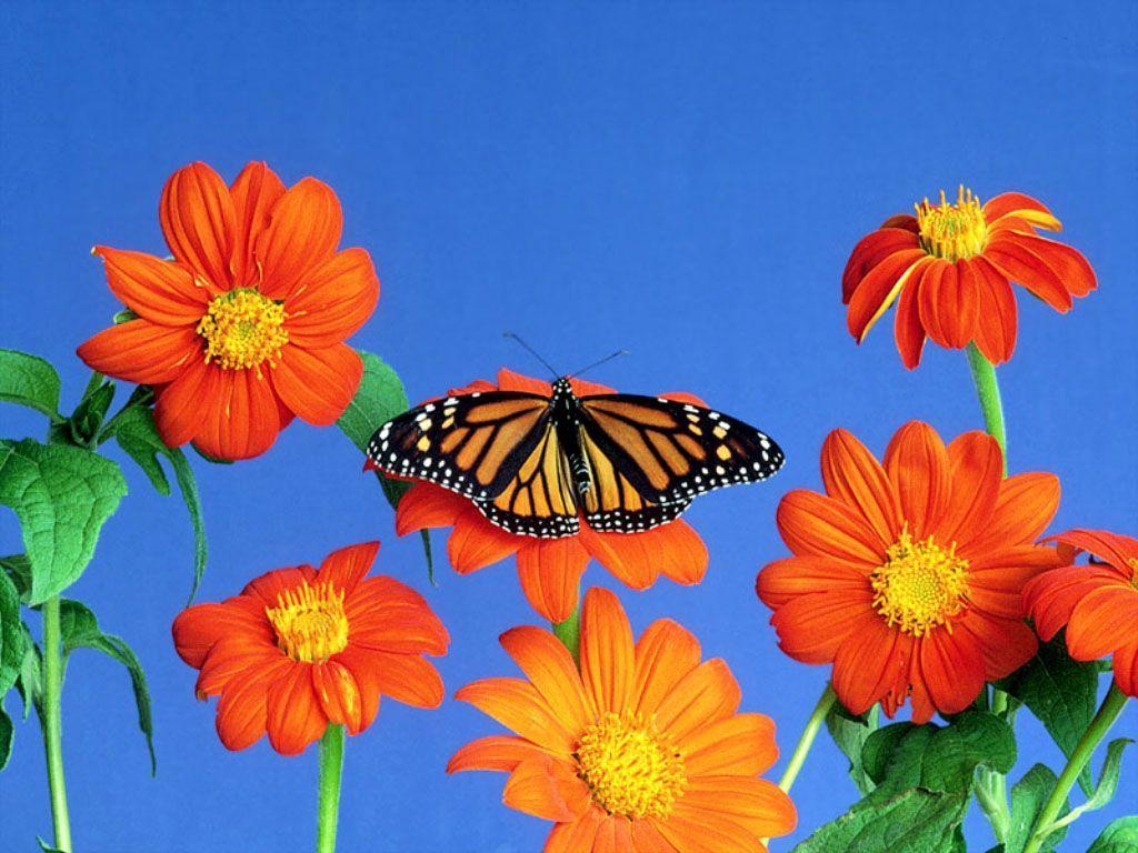 1024x768 Desktop Wallpaper, Butterfly Desktop Wallpaper