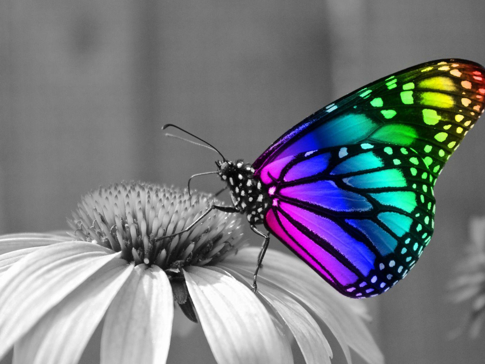 1600x1200 Rainbow Butterfly desktop PC and Mac wallpaper