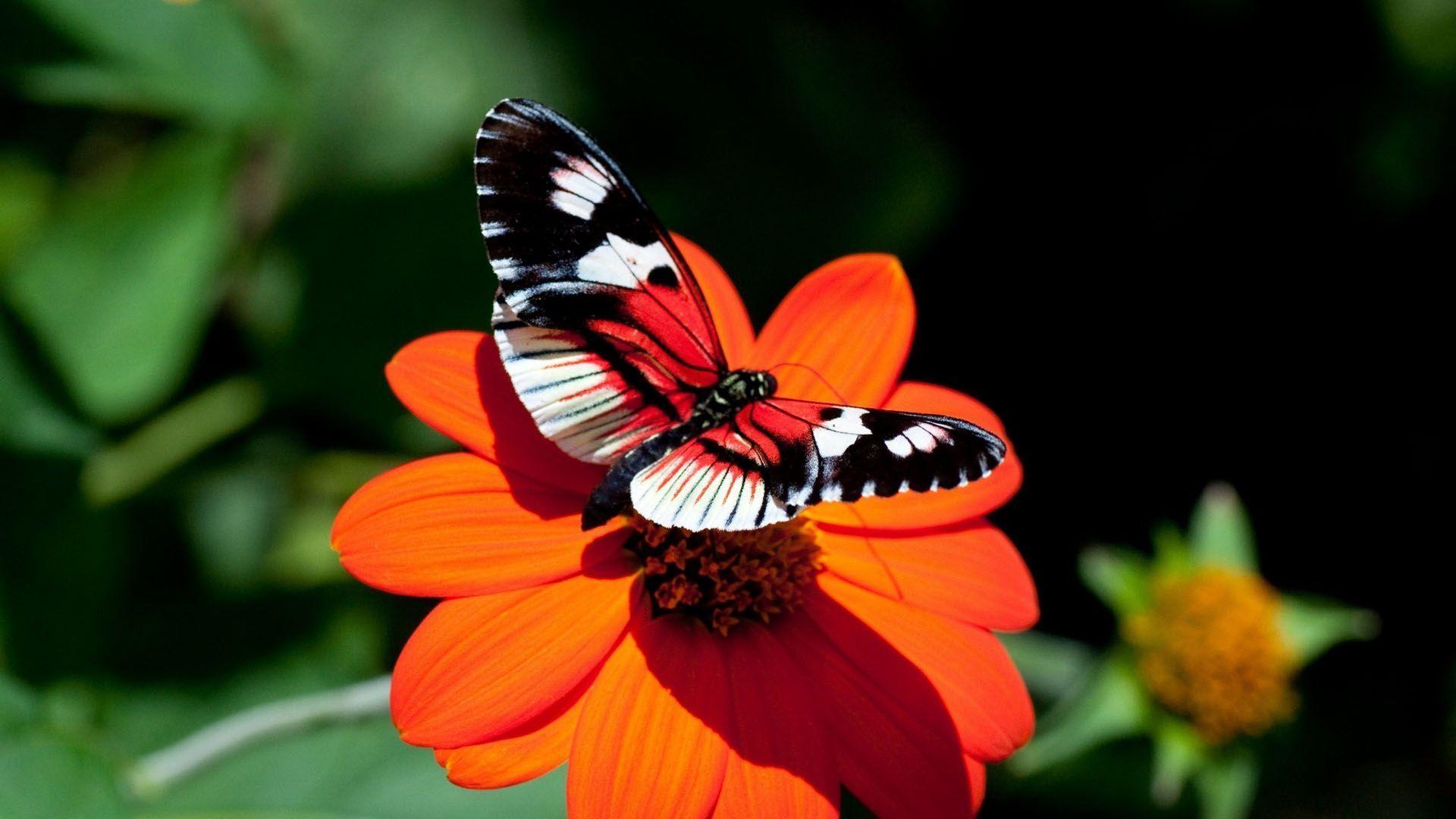 1920x1080 Butterfly HD Wallpaper. Butterfly Desktop Image