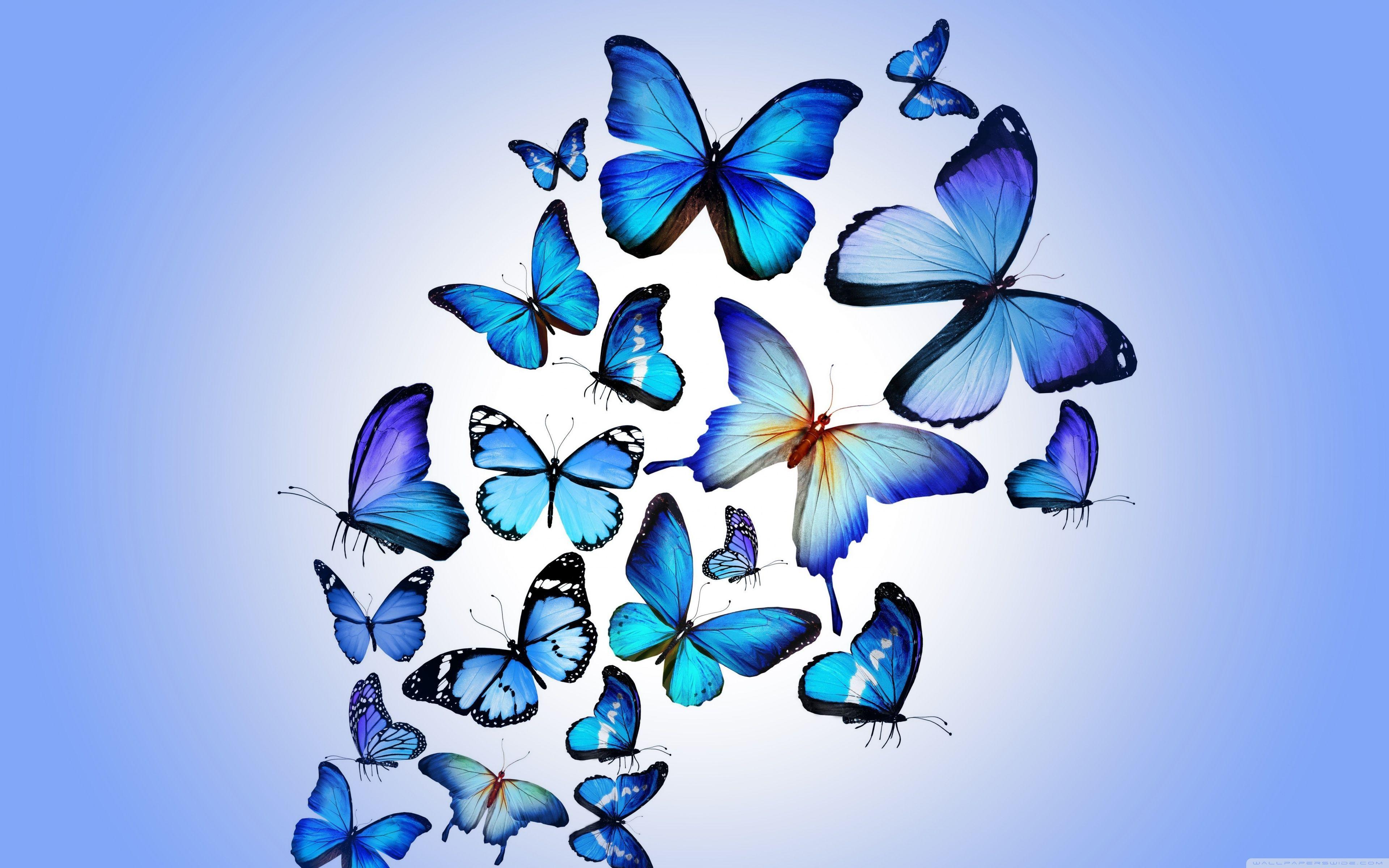 3840x2400 Butterflies Ultra HD Desktop Background Wallpaper for 4K UHD TV : Widescreen & UltraWide Desktop & Laptop