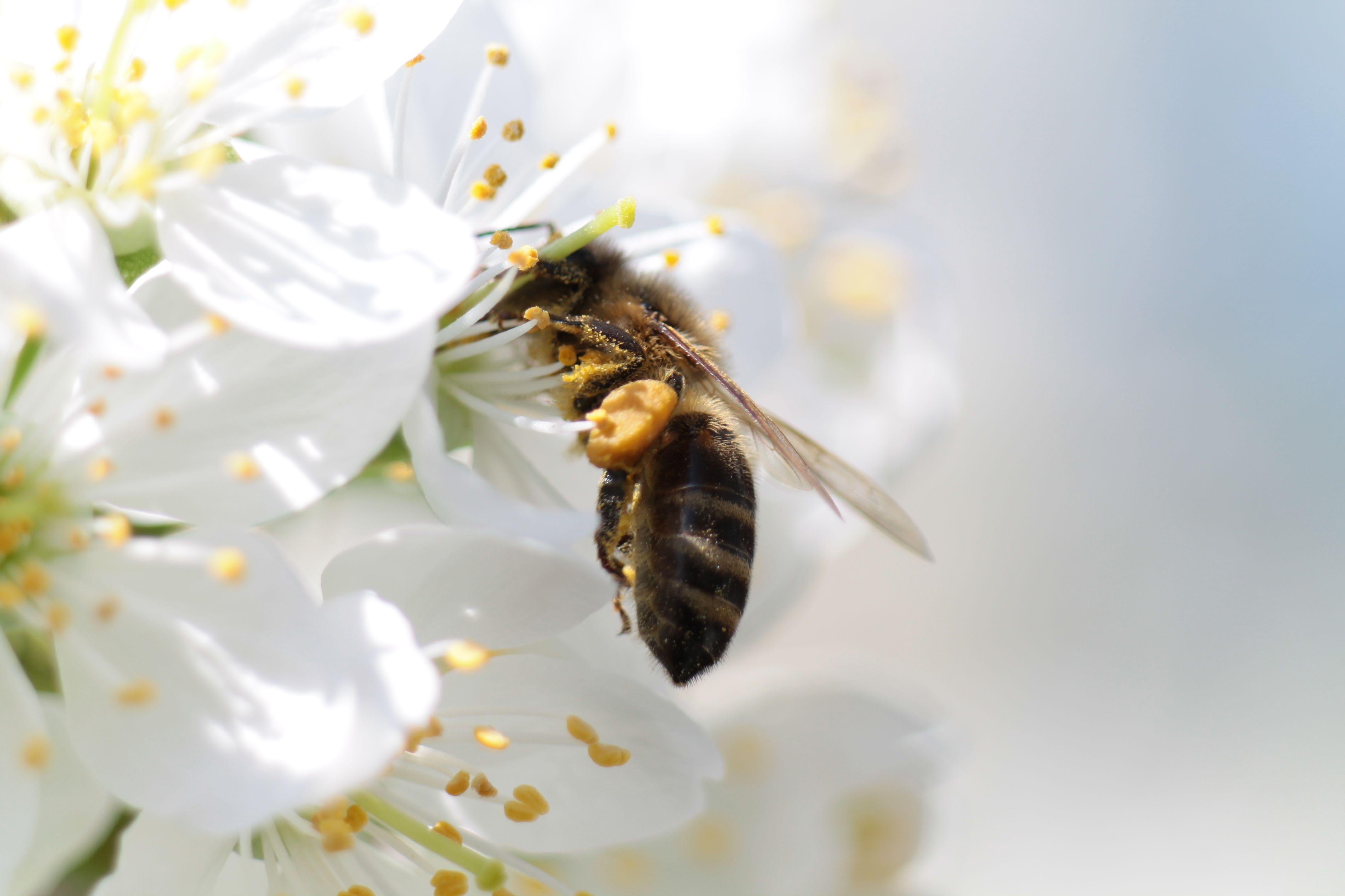 Hình nền 4272x2848 Honeybee.  Honeybee hình nền, Honeybee Background and