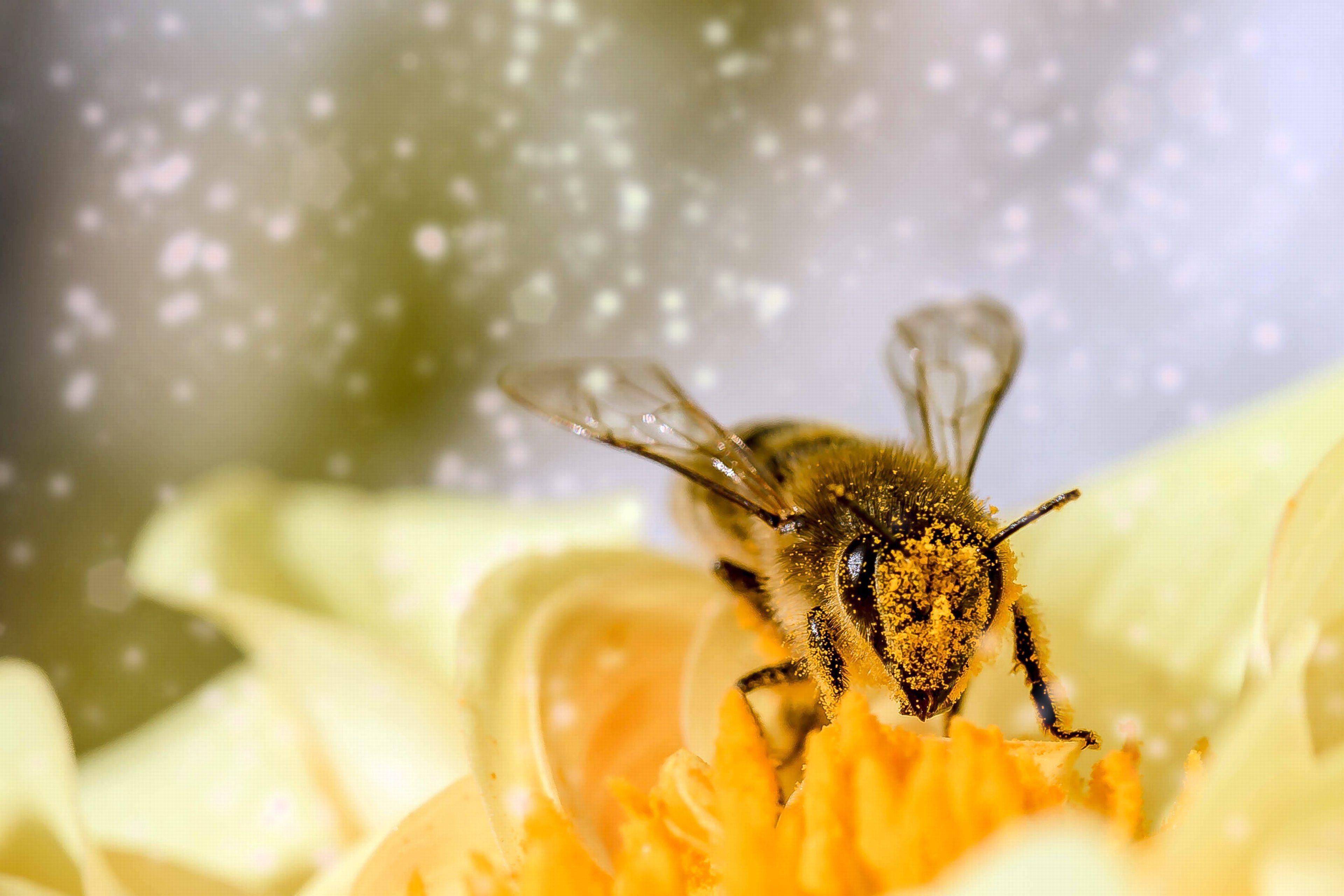 3840x2560 Honey Bee Wallpaper In 4k High Quality Resolution Bees HD Wallpaper