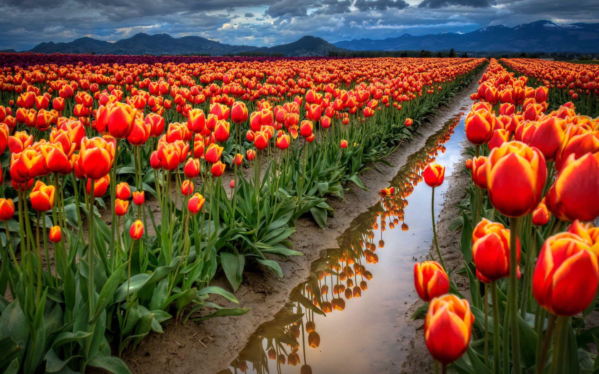 1920x1200 Spring Flowers Field With Red Tulips Desktop Wallpaper Full Screen 1920x1200 :