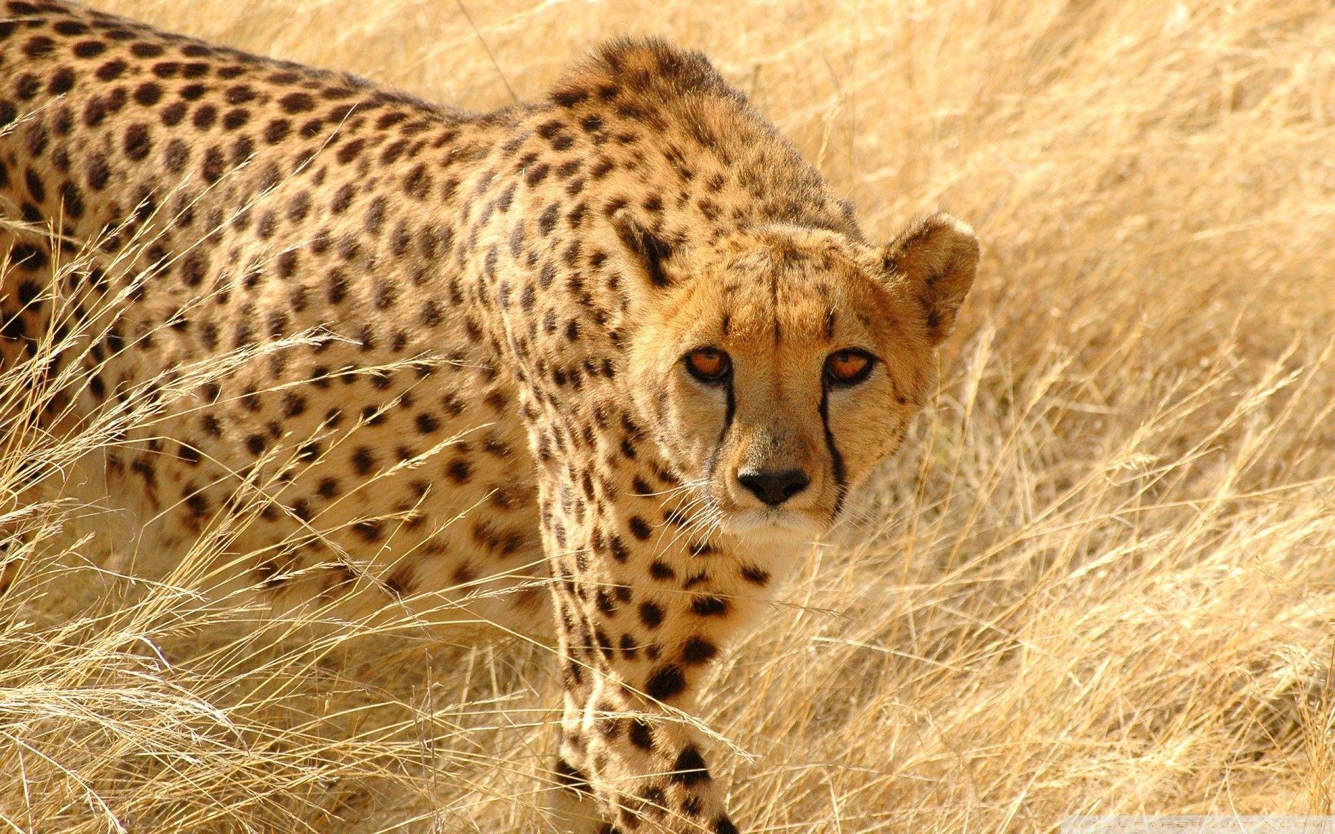 1920x1200 Wildlife Wallpaper Desktop