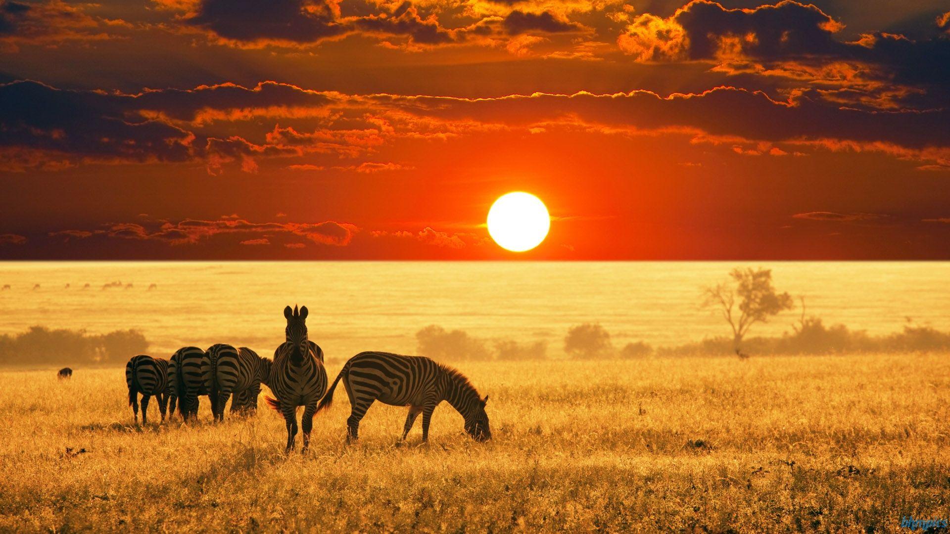1920x1080 HDQ Beautiful Cute Wildlife Image & Wallpaper (Gallery Image: 41)