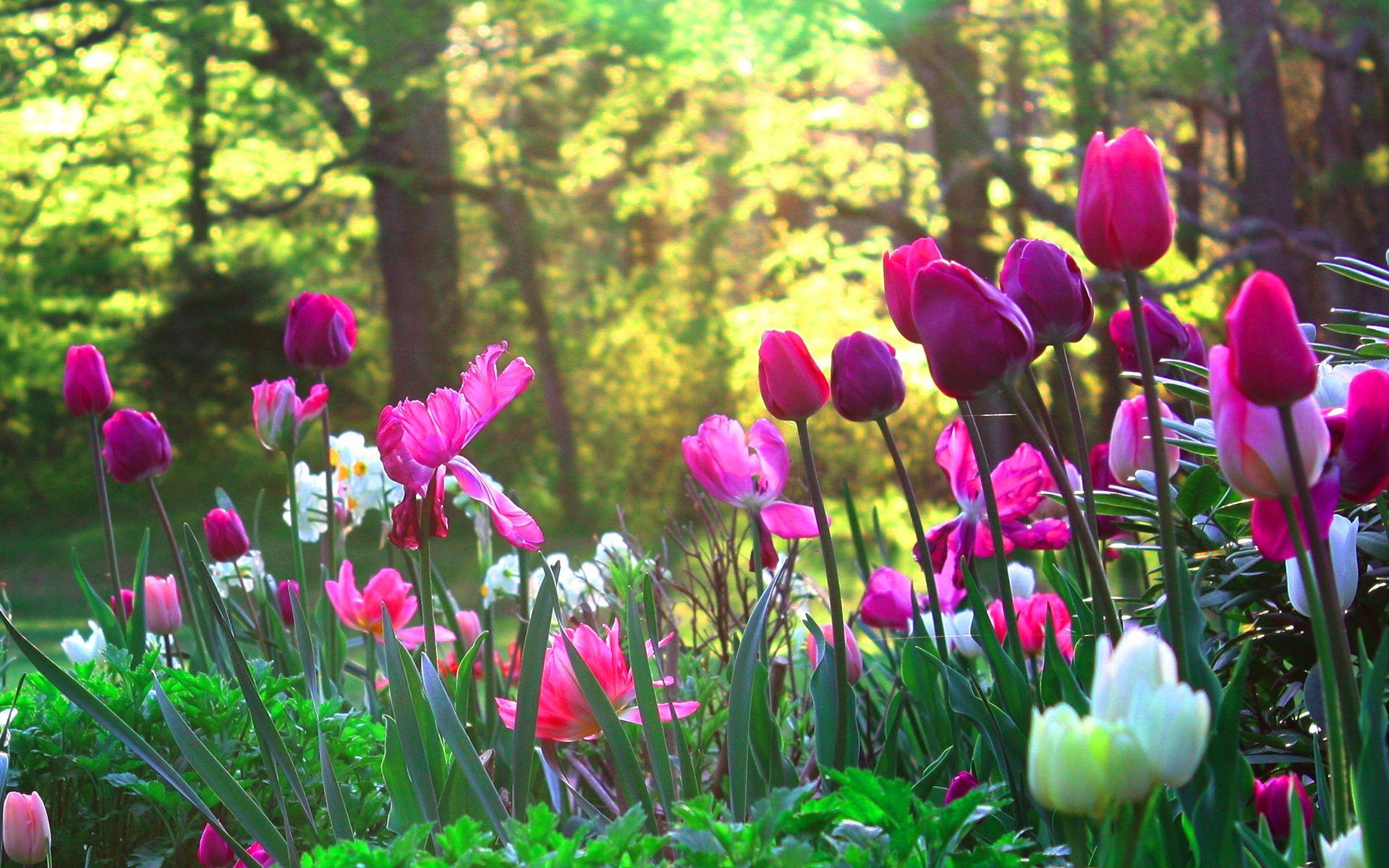 1920x1200 Tulips Flower Garden 1 Wallpaper 403 - Flower Garden Wallpaper