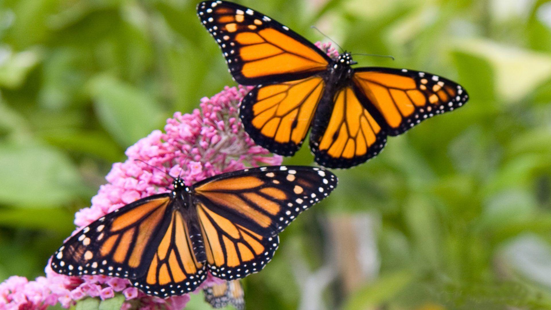 1920x1080 Male And Female Monarch Butterfly Desktop HD Wallpaper 2560x1600 :
