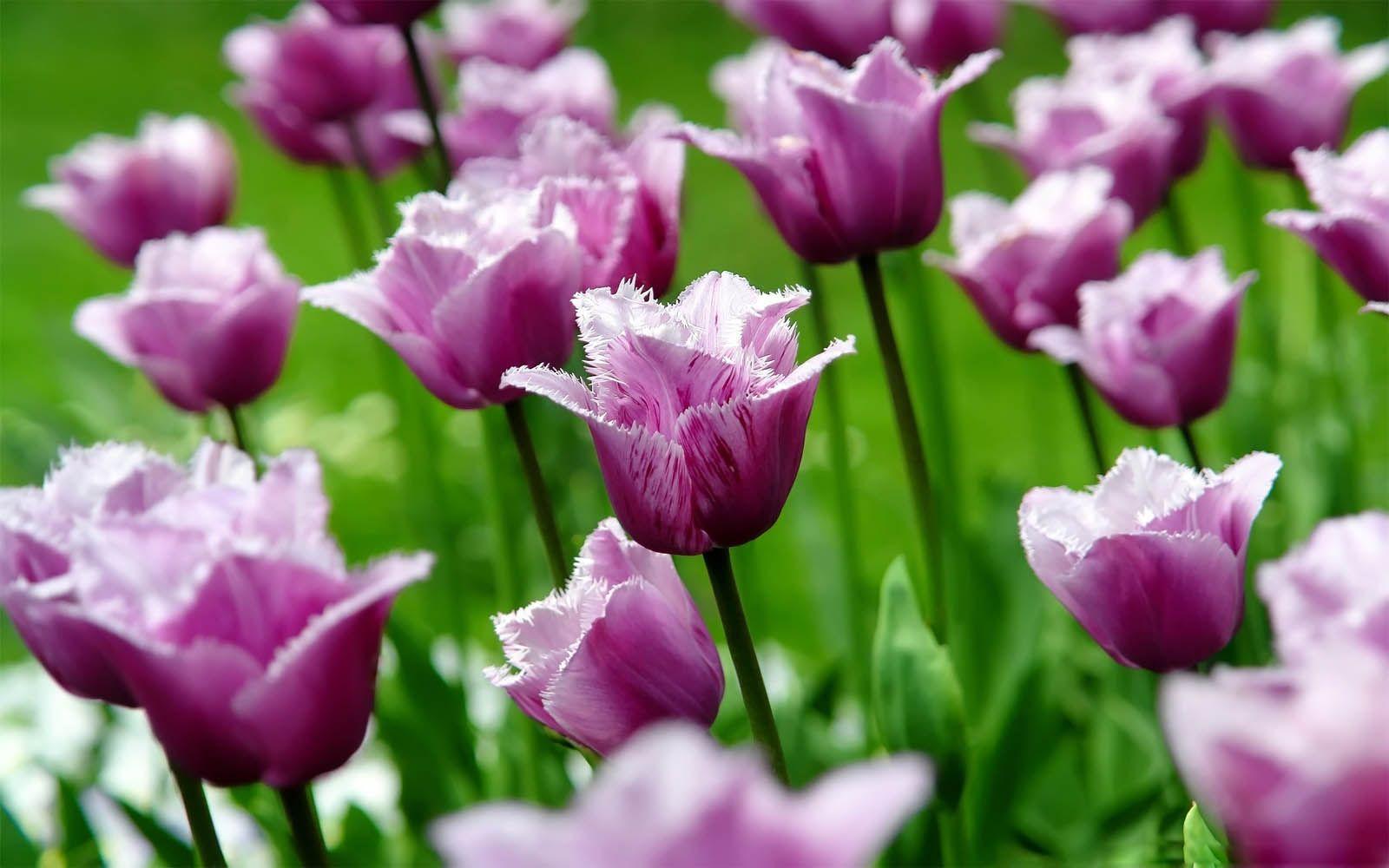 1600x1000 Bing Tulip Wallpaper