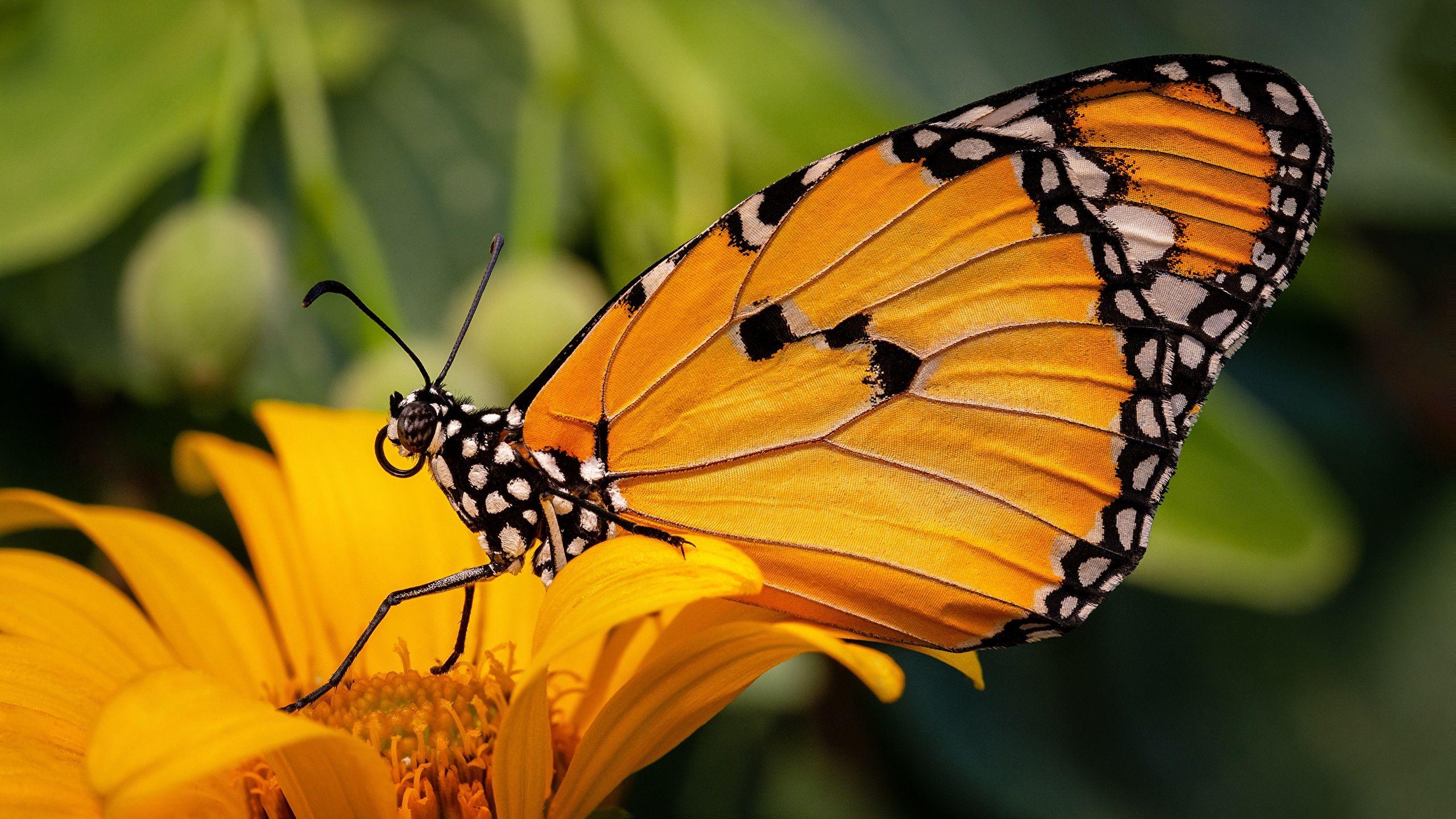 2560x1440 Desktop Wallpaper Butterflies Danaus chrysippus, plain 2560x1440