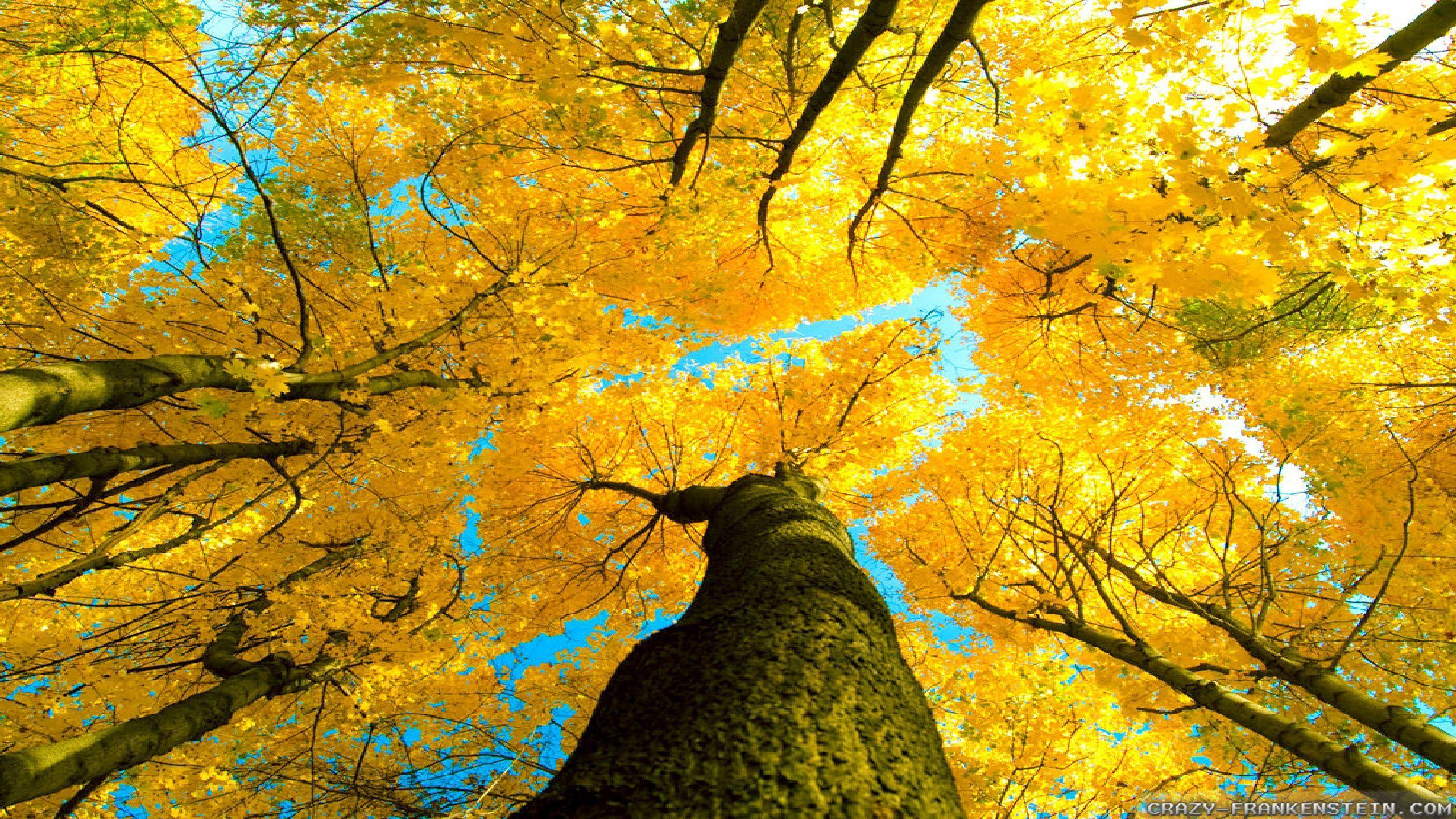 2560x1440 Autumn Sky Wallpaper Full HD Is 4k Wallpaper HD Wallpaper