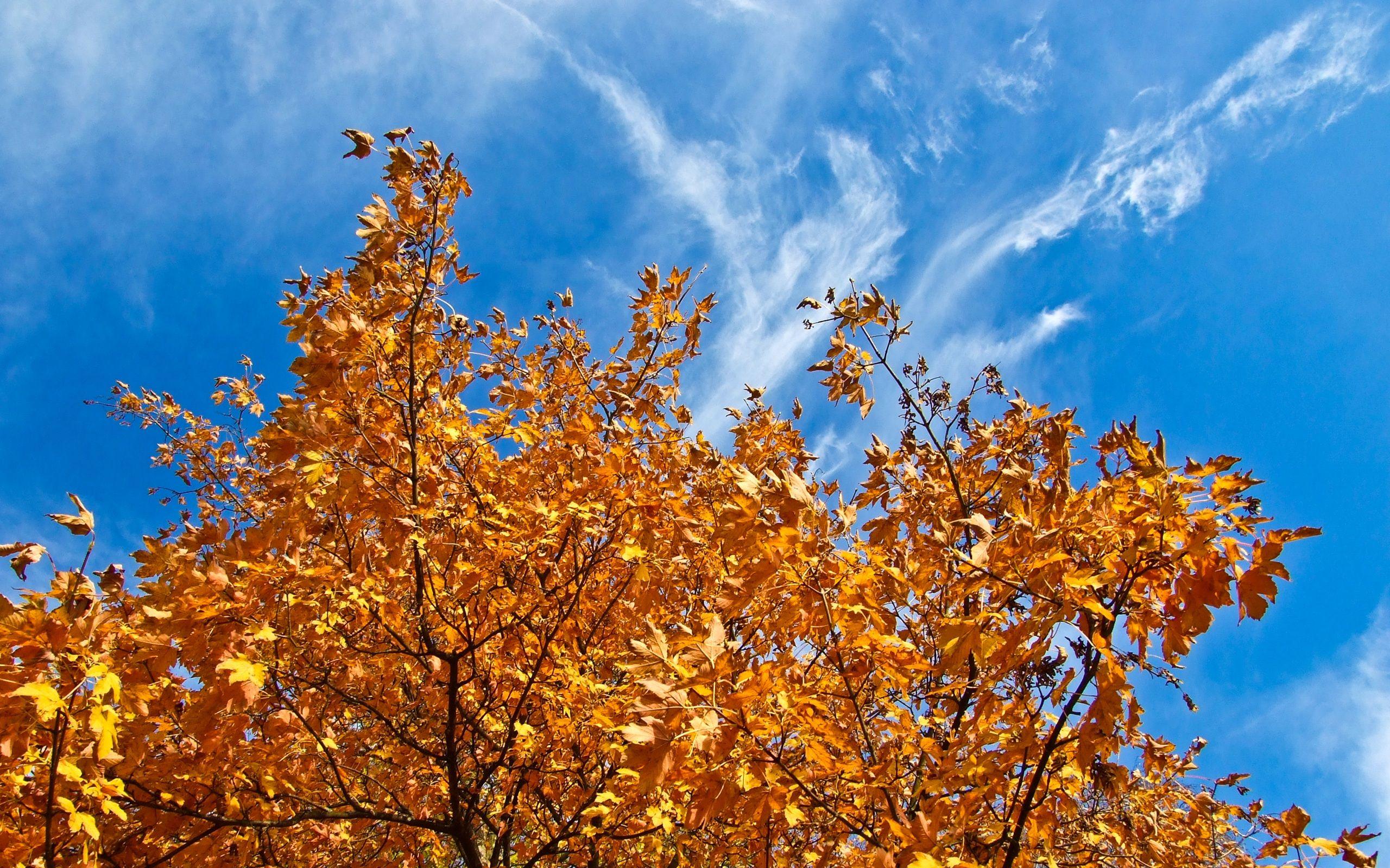 Autumn Sky Wallpapers - Top Free Autumn Sky Backgrounds - WallpaperAccess