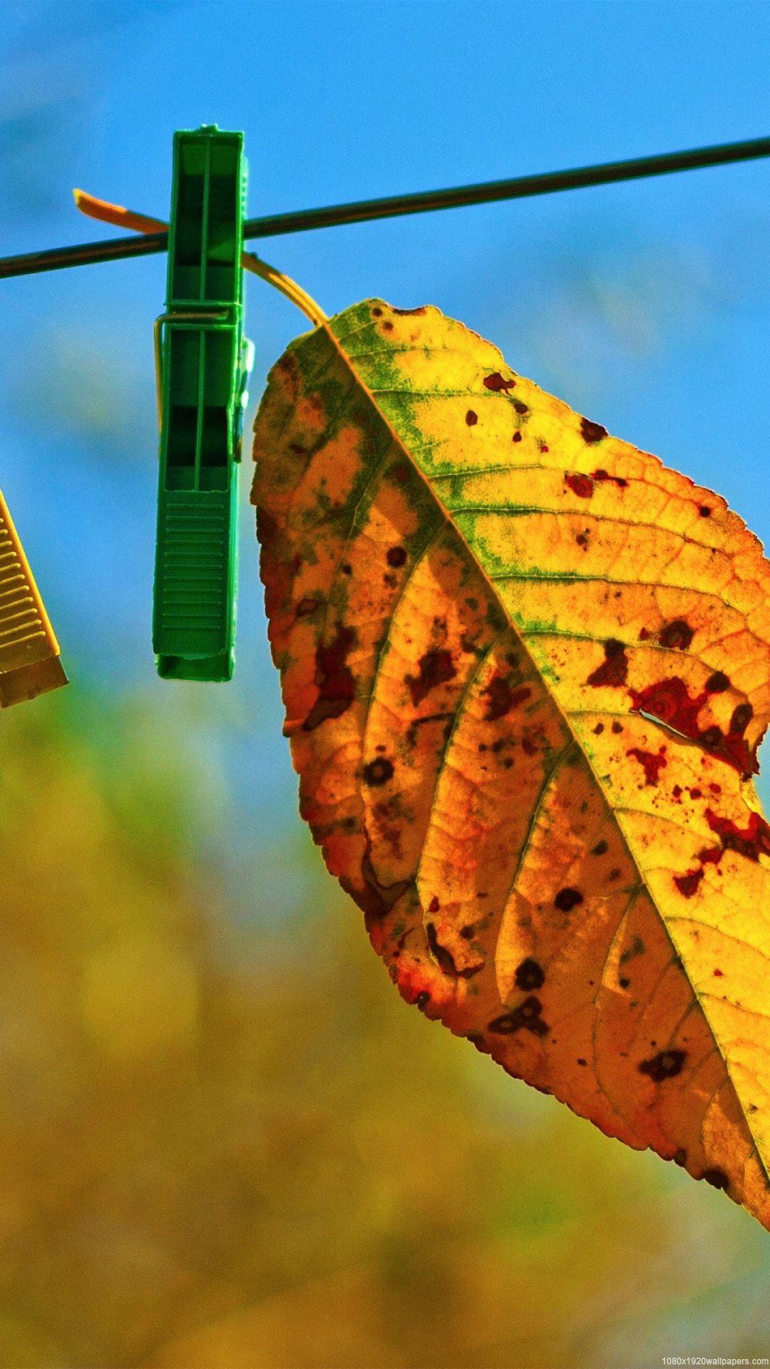 1080x1920 Leaves Autumn Sky Wallpaper HD