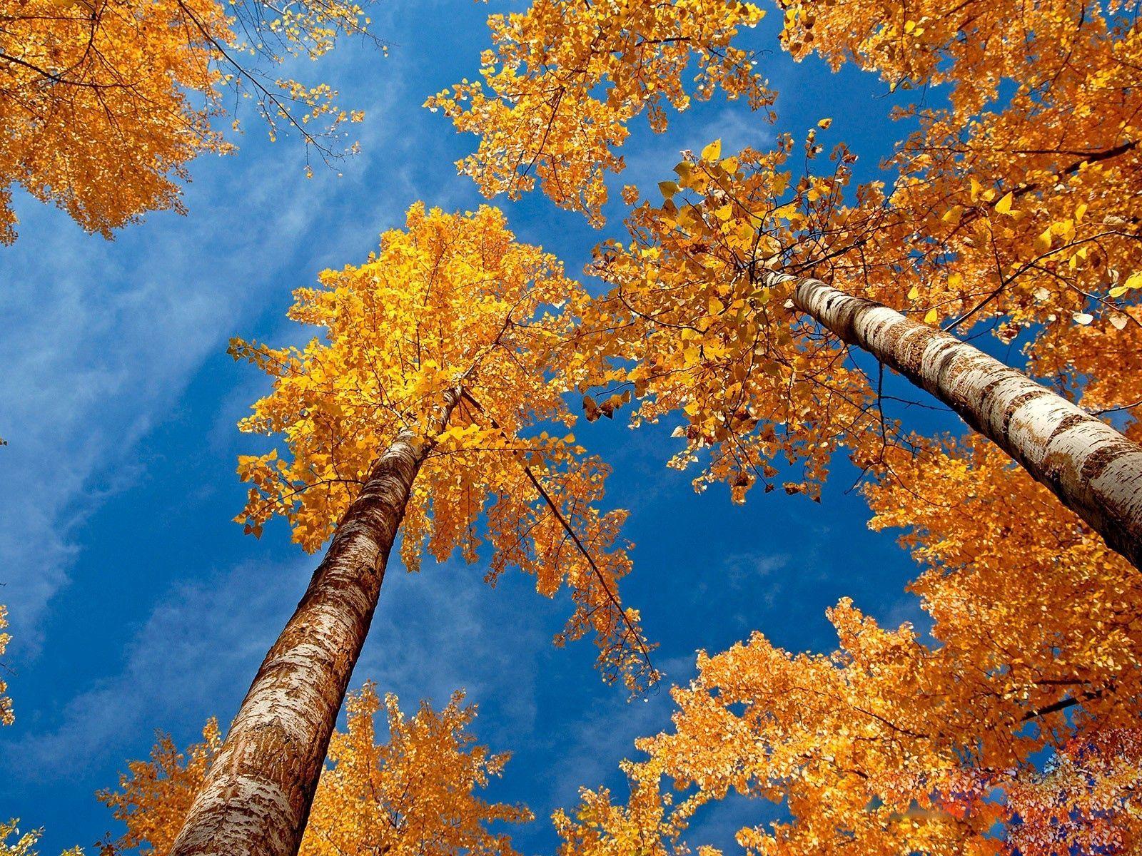 1600x1200 Download wallpaper 1600x1200 leaves, yellow, birches, bark, crones, autumn, sky standard 4:3 HD background