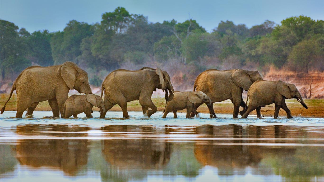 1366x768 Elephants crossing Luangwa River, Zambia