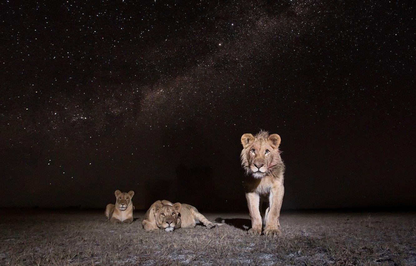 1332x850 Wallpaper Zambia, African Wildlife, Lions at Night image for desktop, section кошки