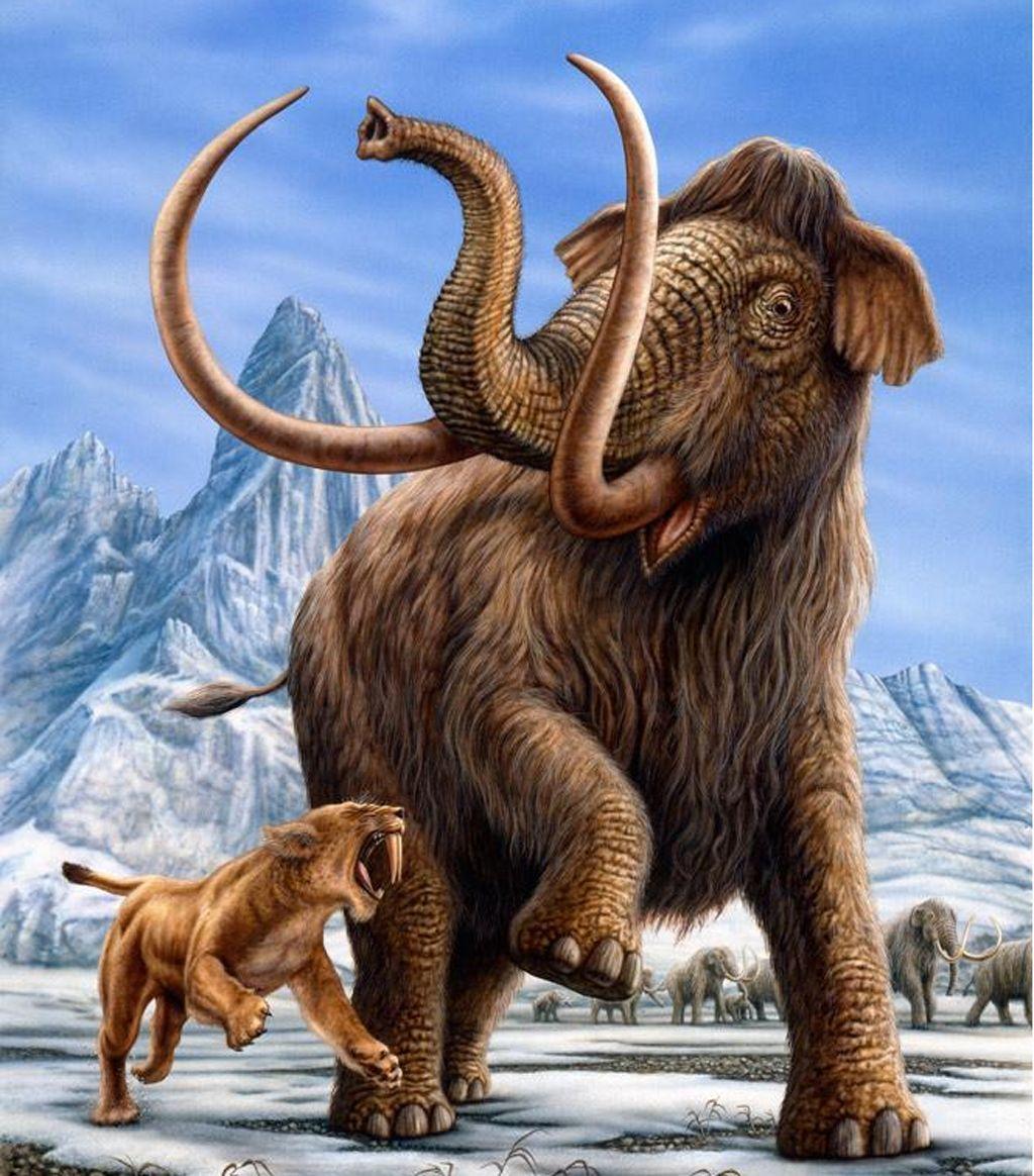 1024x1164 Pics Photo Saber Tooth Tiger Wallpaper Saber Tooth Tiger Cat HD Wallpaper