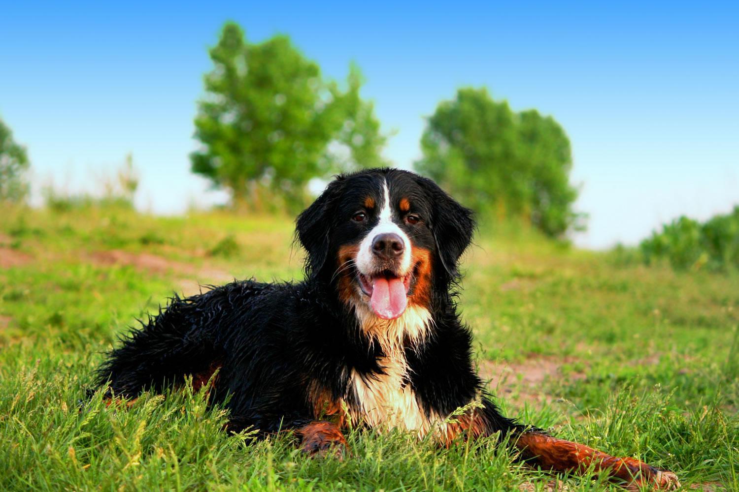 1500x1000 Bernese Mountain Dog Wallpaper for Android