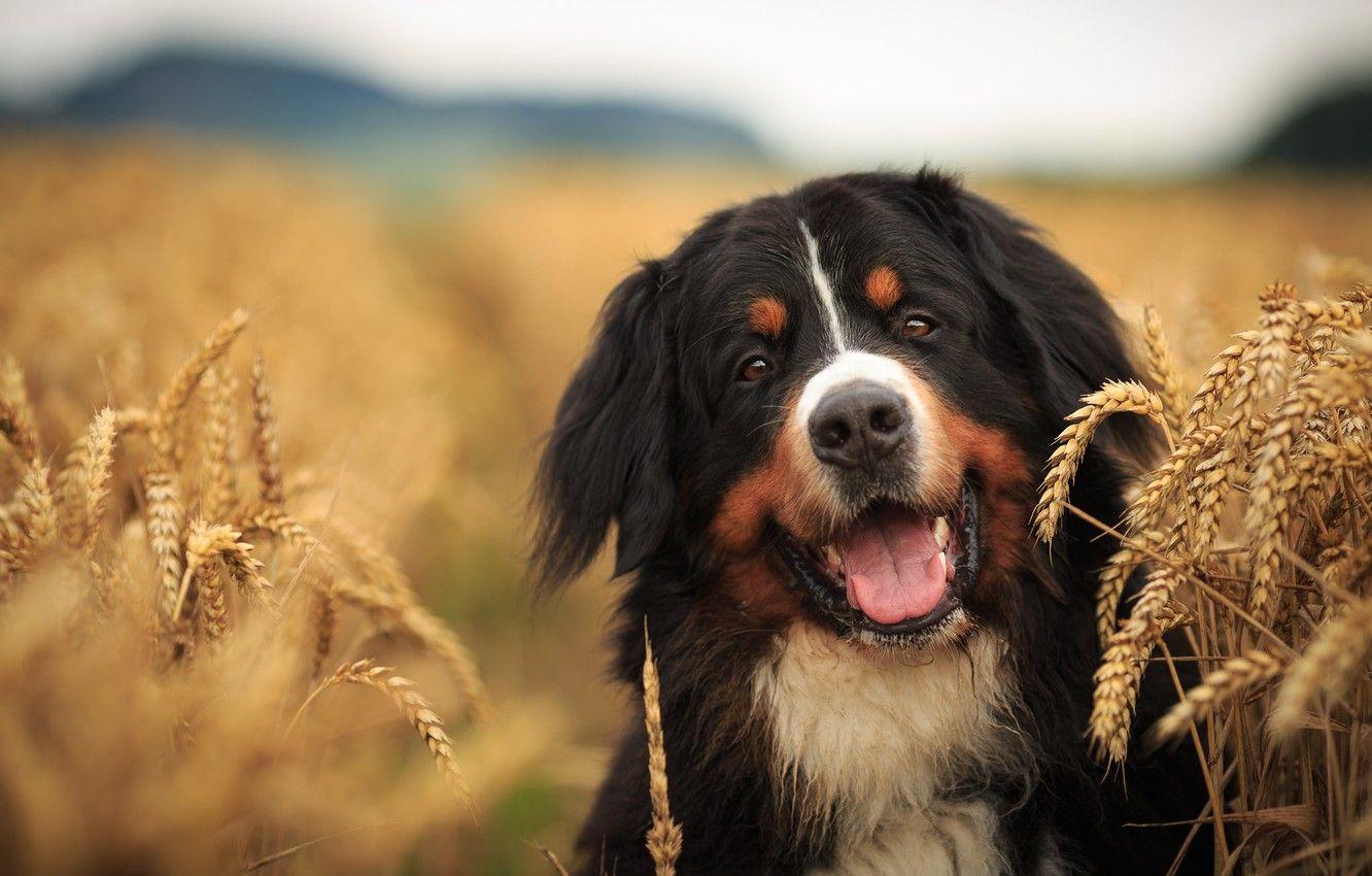 1332x850 Wallpaper field, look, face, dog, ears, dog, Bernese mountain dog image for desktop, section собаки