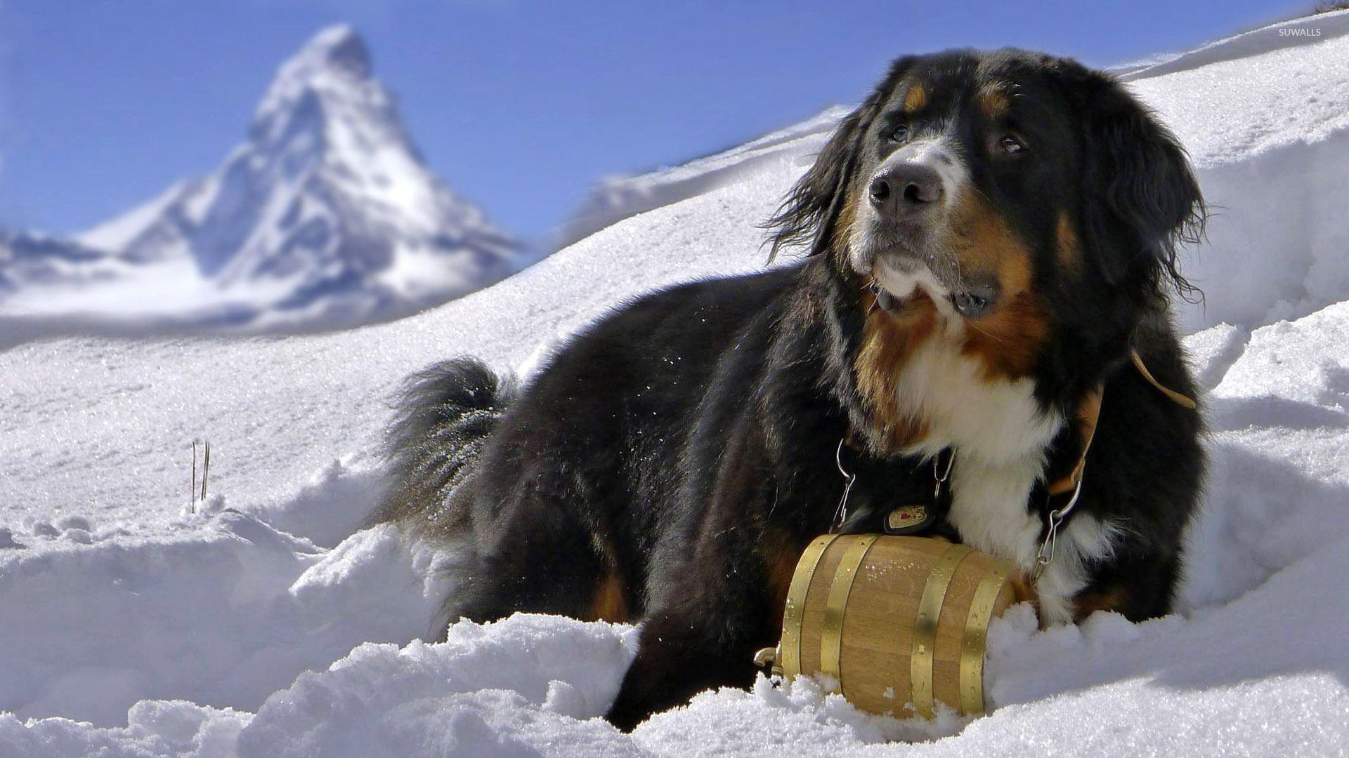 1920x1080 Bernese Mountain Dog wallpaper wallpaper