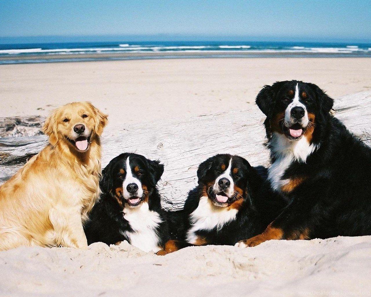 1280x1024 Bernese Mountain Dog Desktop Wallpaper Desktop Background