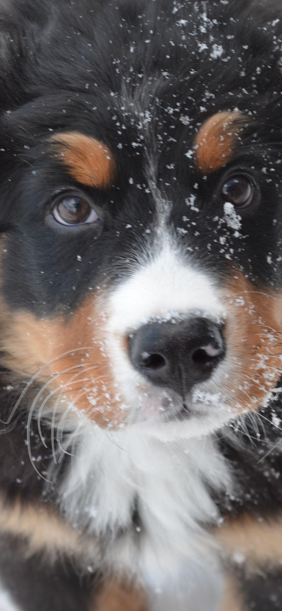1125x2436 Download 1125x2436 wallpaper bernese mountain dog, puppy, muzzle, iphone x 1125x2436 HD image, background, 1680