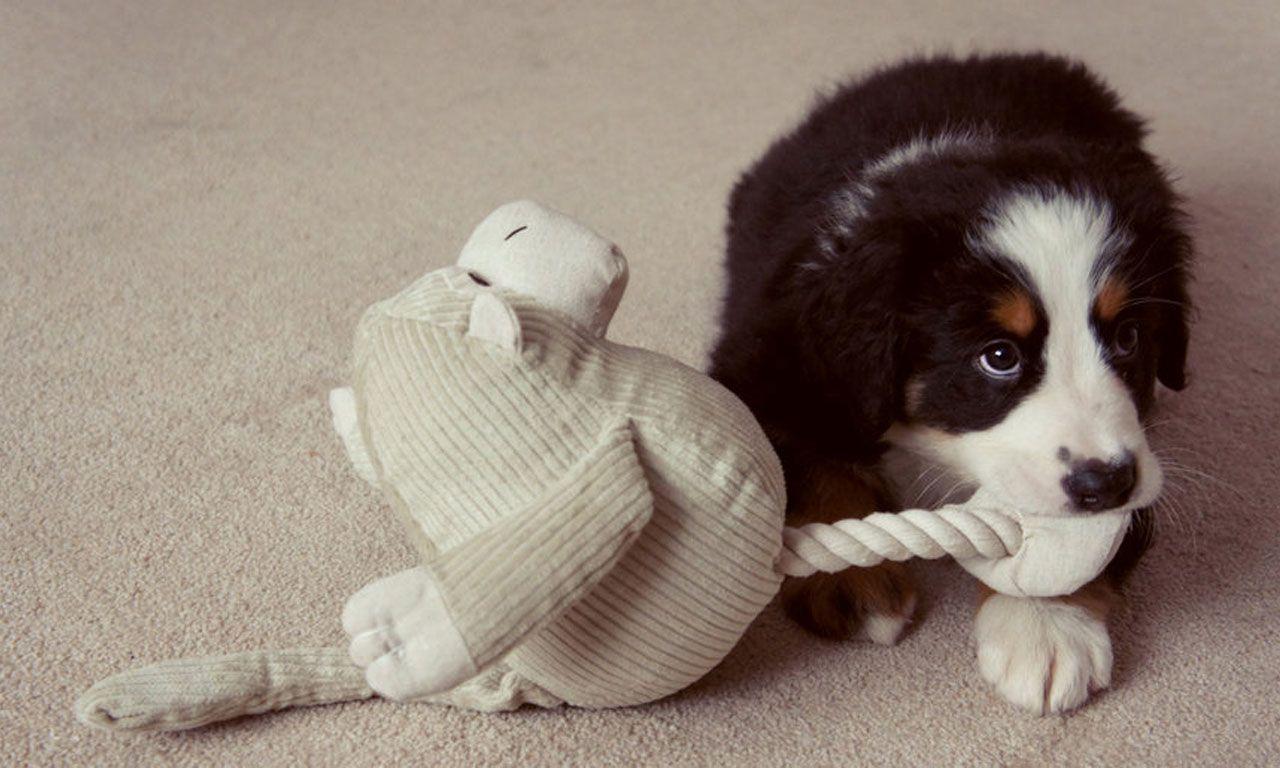 1280x768 Bernese Mountain Dog