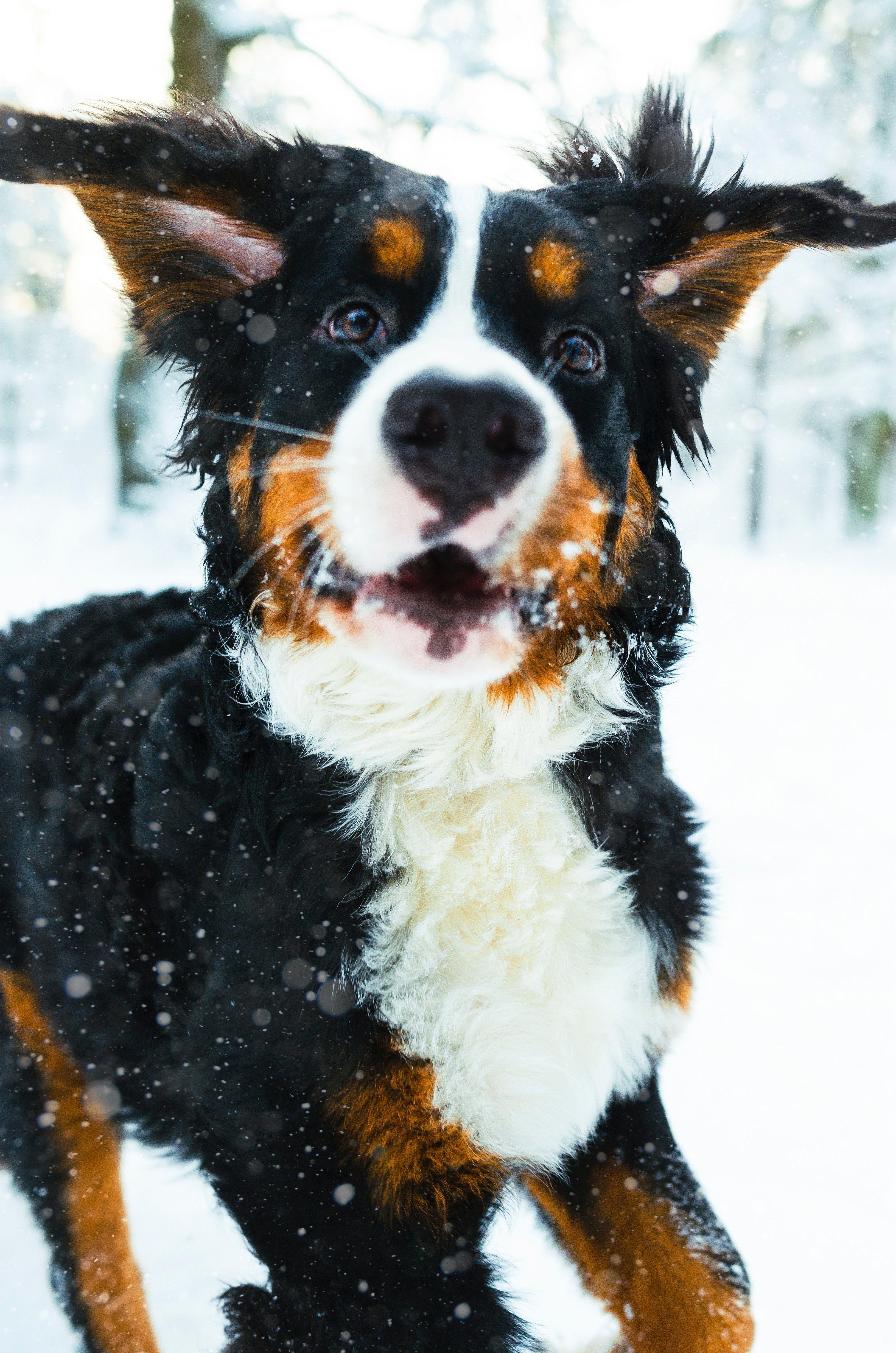 3264x4928 Wallpaper / puppy bernese mountain dog playing in the woods 4k wallpaper