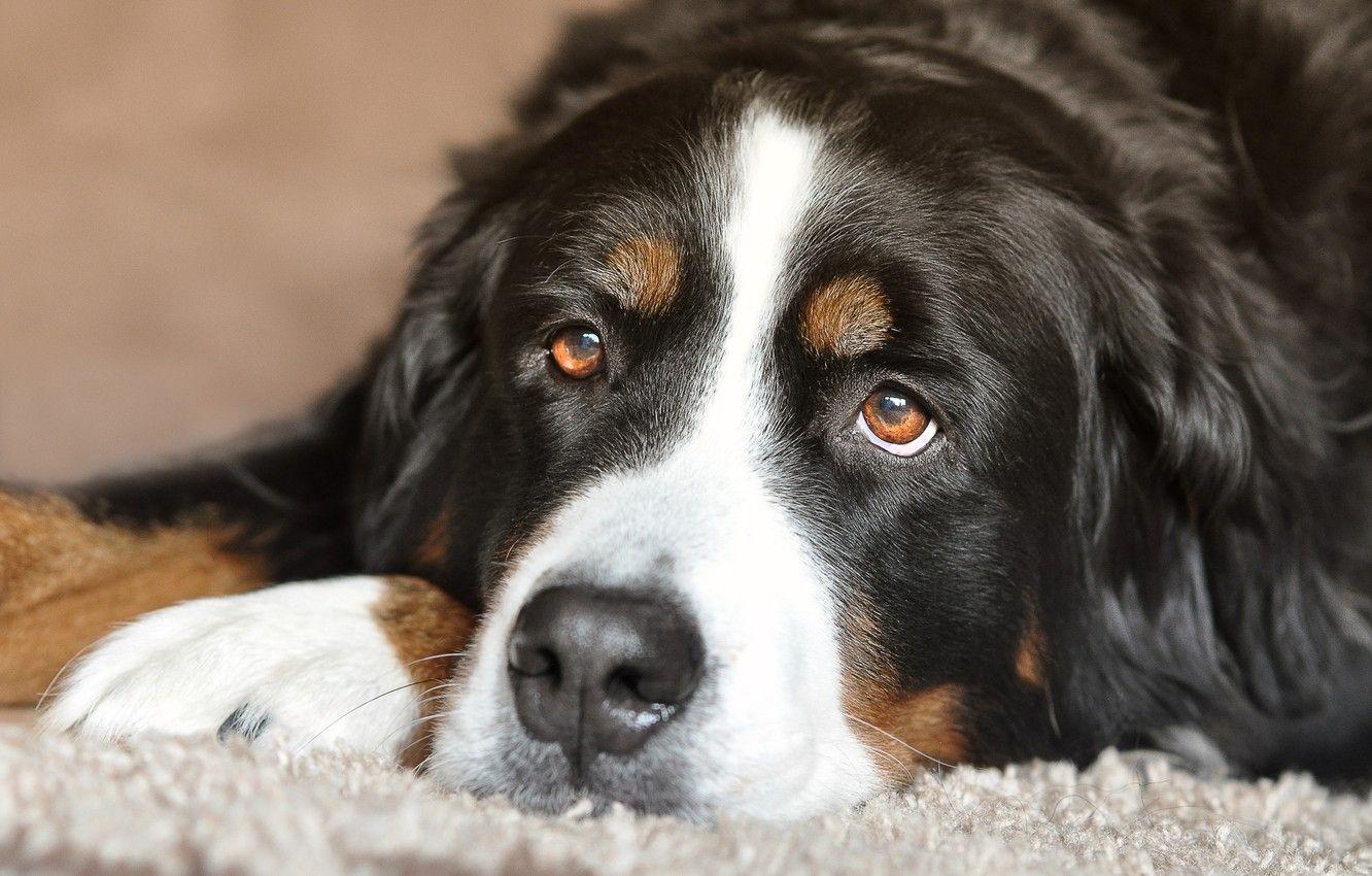 1332x850 Wallpaper eyes, look, dog, lies, Bernese Mountain Dog image for desktop, section собаки