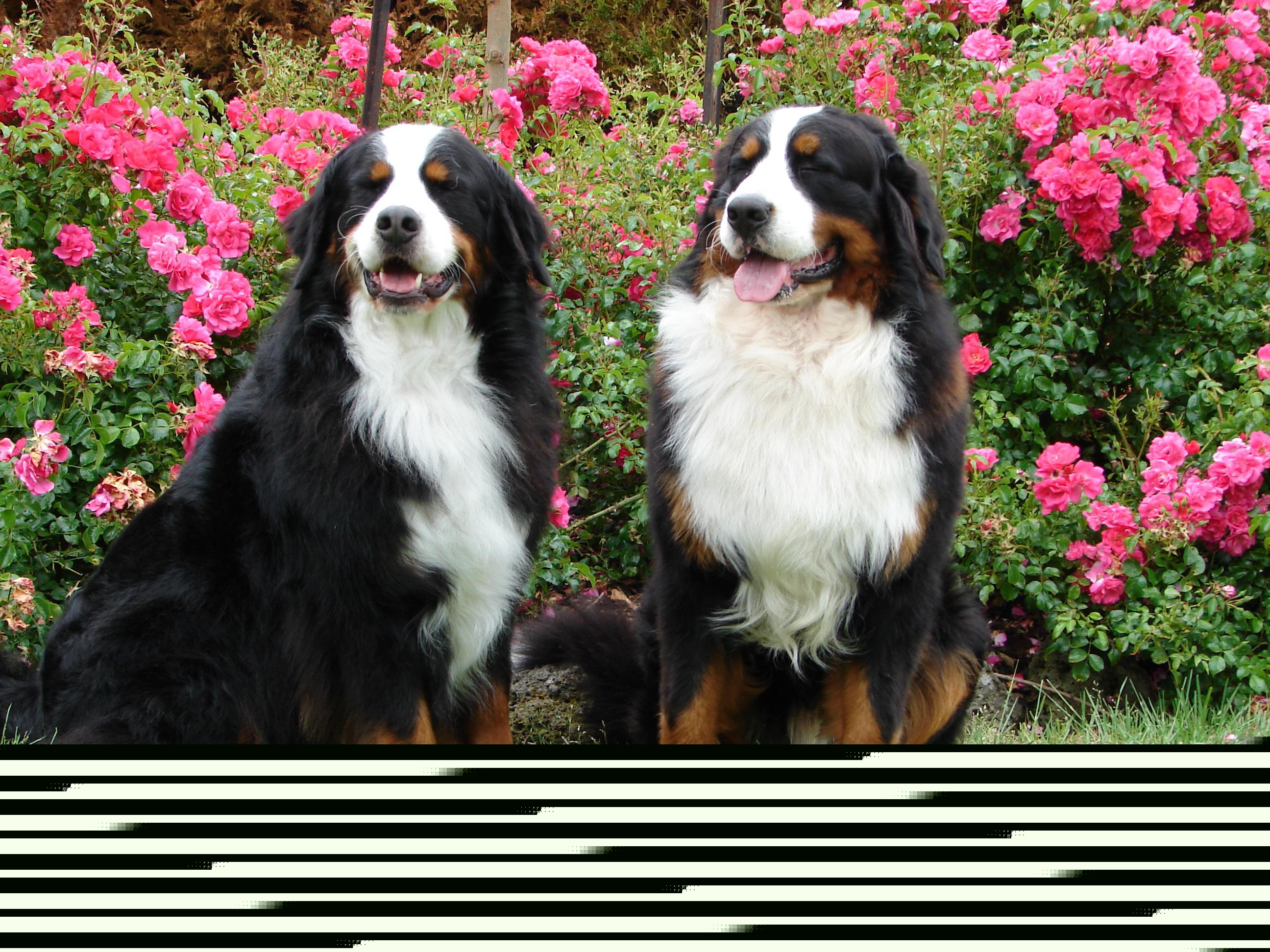 2592x1944 Bernese Mountain Dog Wallpaper for Android