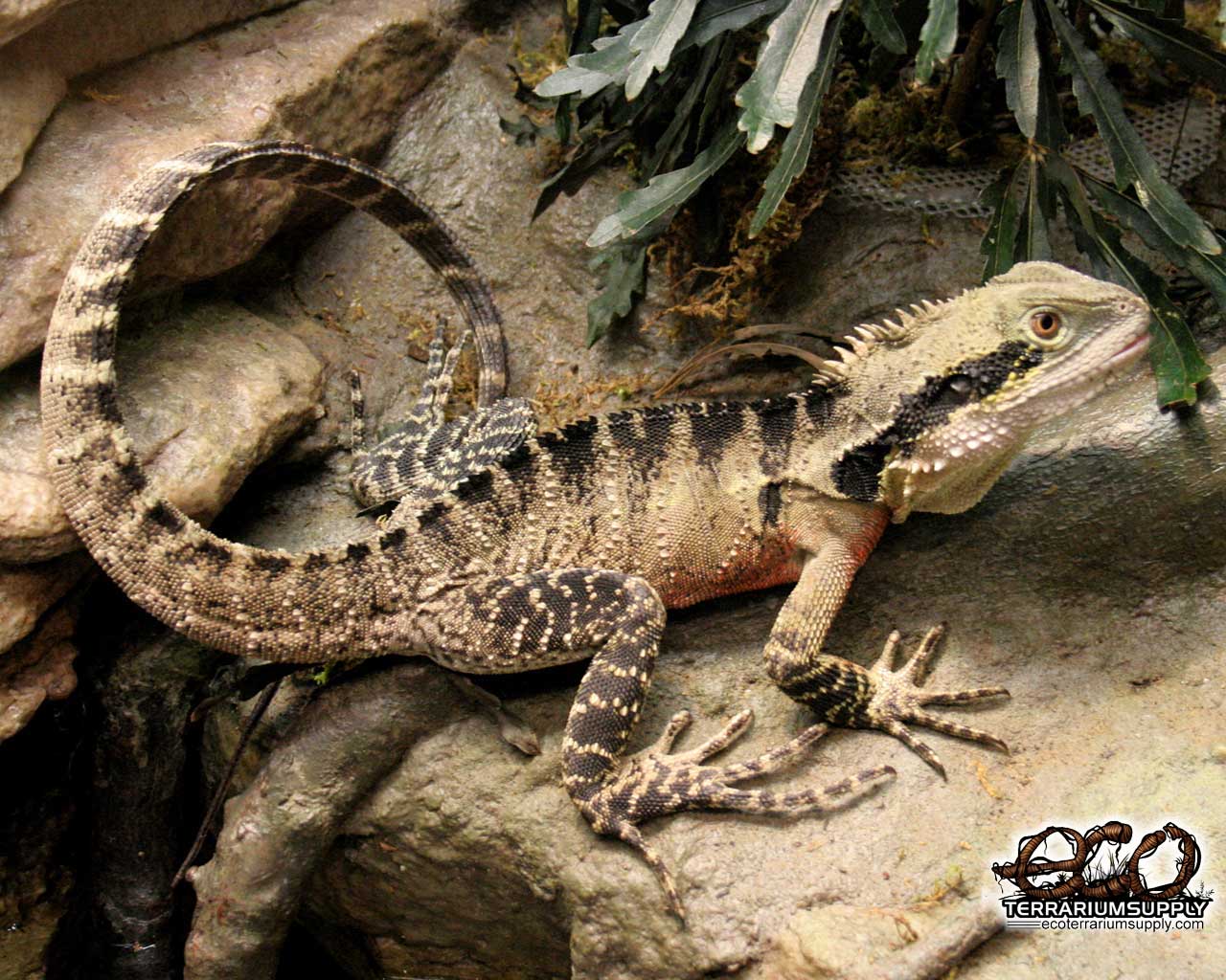 1280x1024 Bearded Dragon Wallpaper