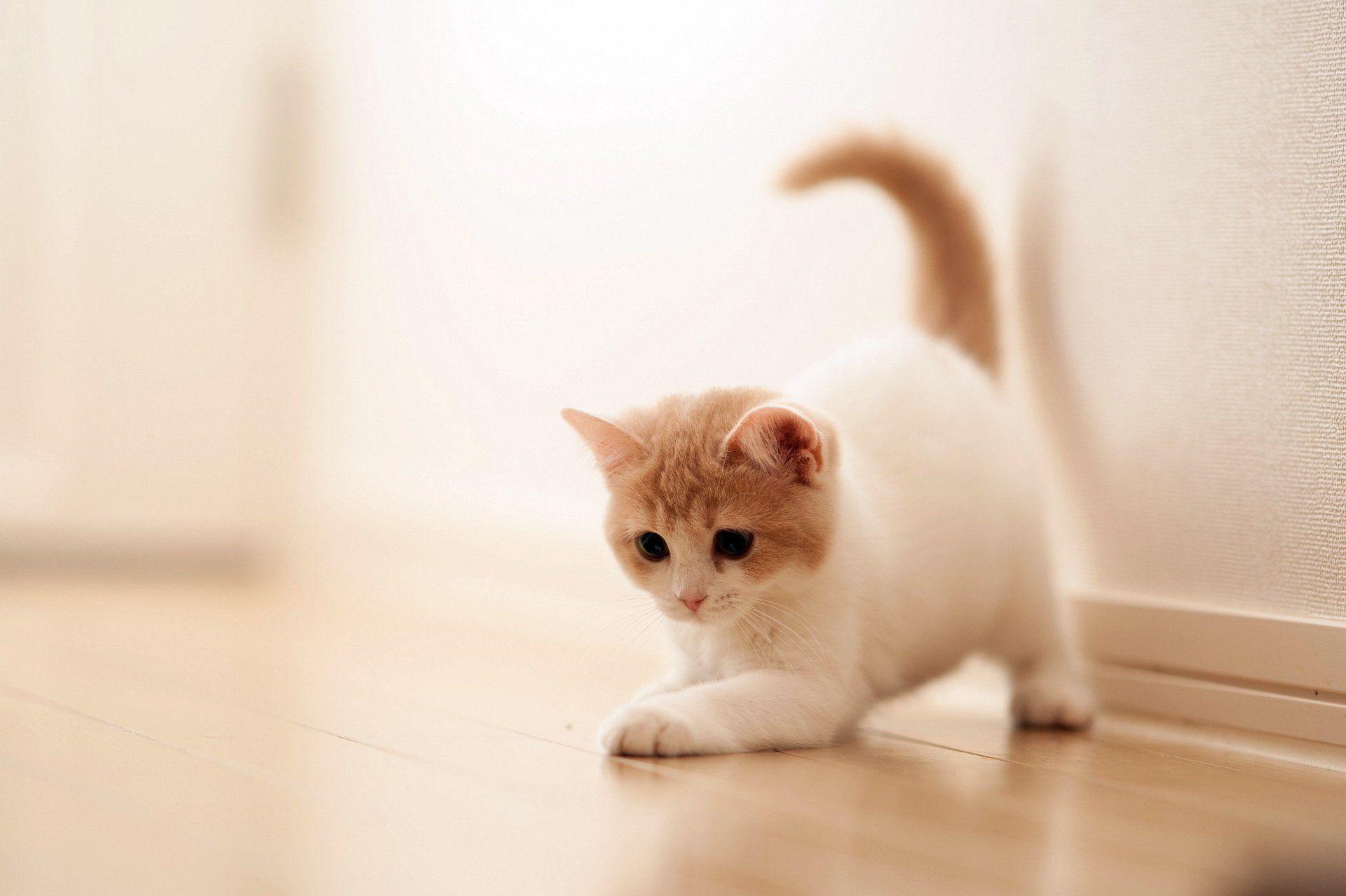1920x1279 Kitten HD Wallpaper and Background Image