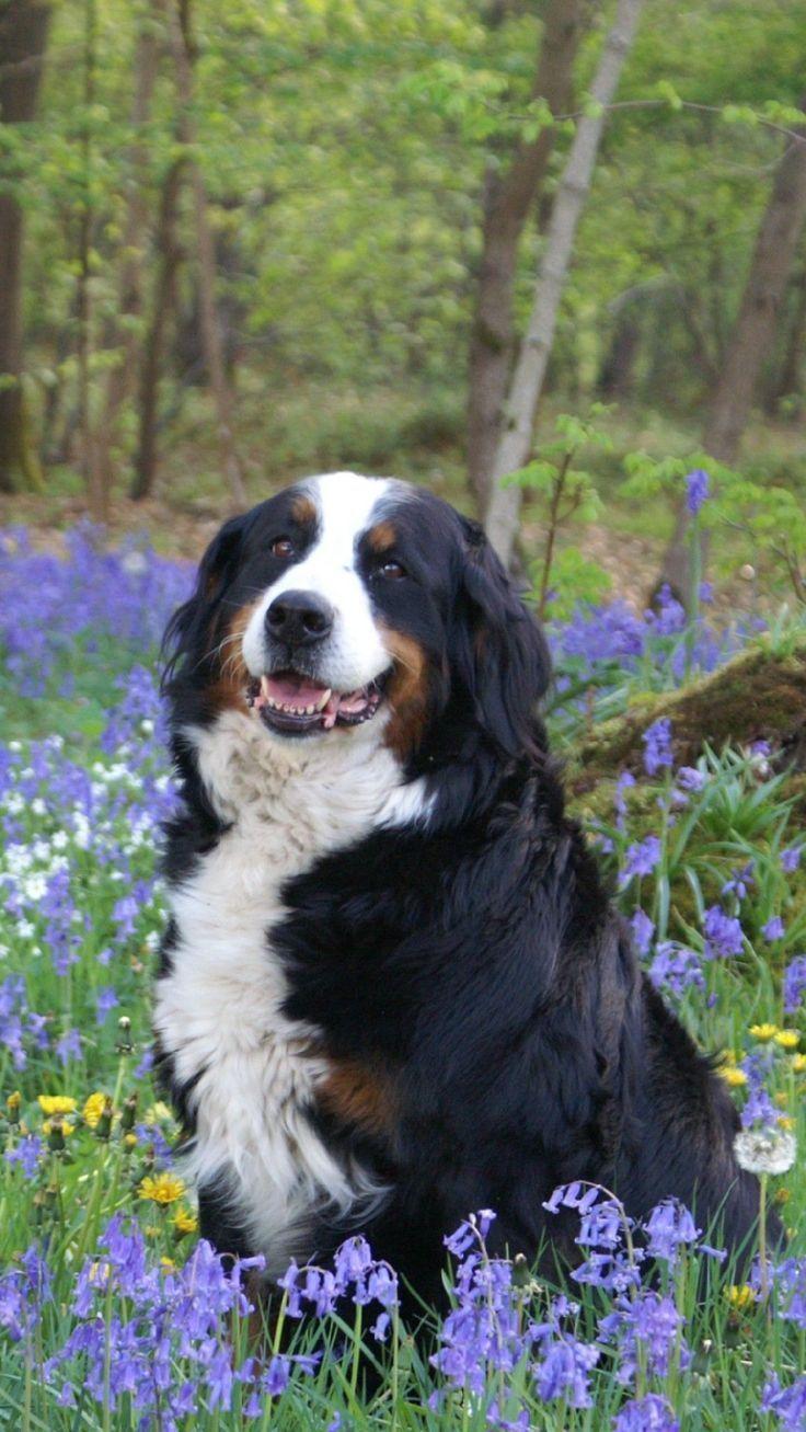 736x1307 bernese mountain dog wallpaper iphone Search : bernese mountain dog wallpaper iphone