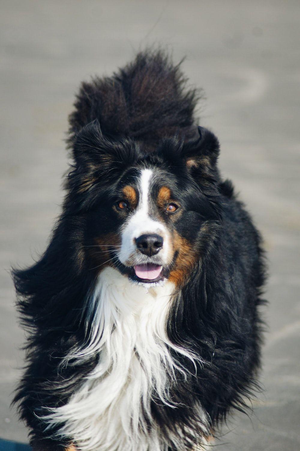 1000x1500 Bernese Mountain Dog Picture. Download Free Image
