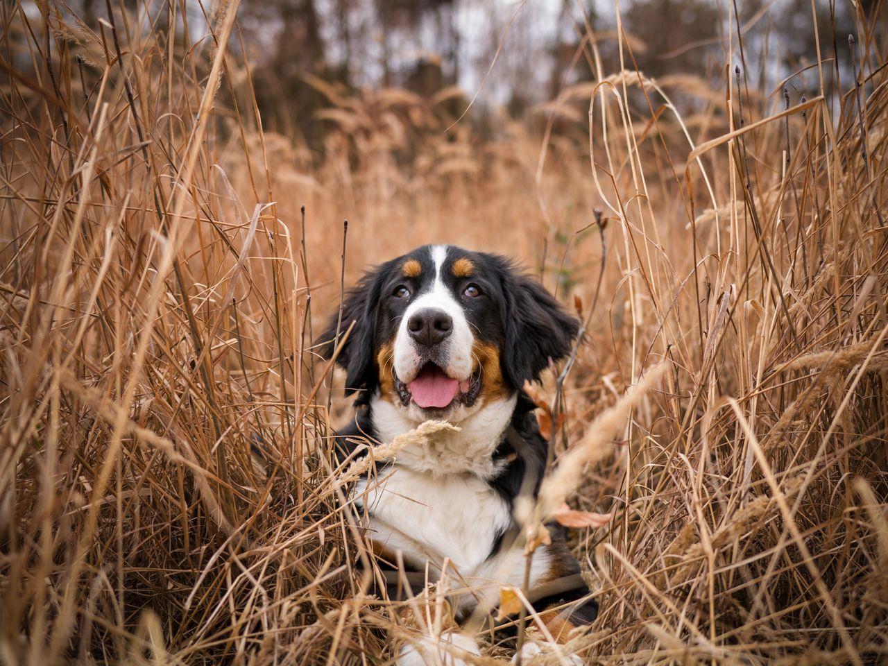 1280x960 Download wallpaper 1280x960 bernese mountain dog, dog, grass, spotted standard 4:3 HD background