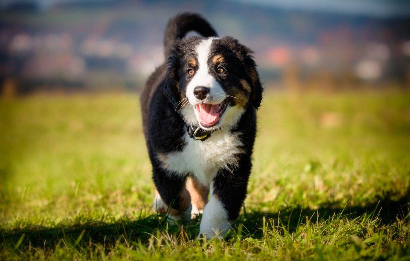 1332x850 Wallpaper greens, summer, grass, the sun, dog, puppy, lawn, bokeh, Bernese mountain dog image for desktop, section собаки