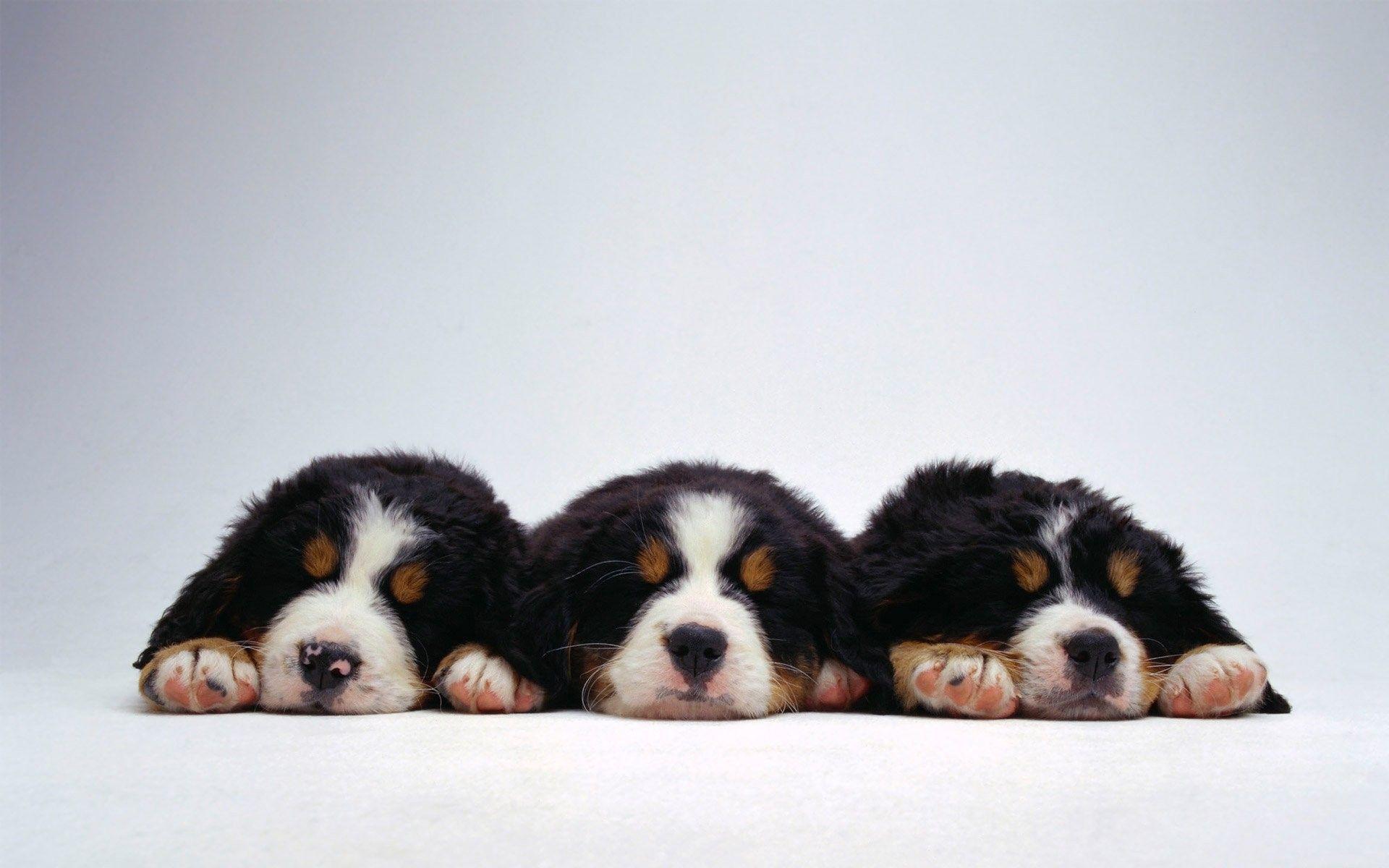 1920x1200 Cute puppies Bernese Mountain dog on a white background wallpaper and image, picture, photo