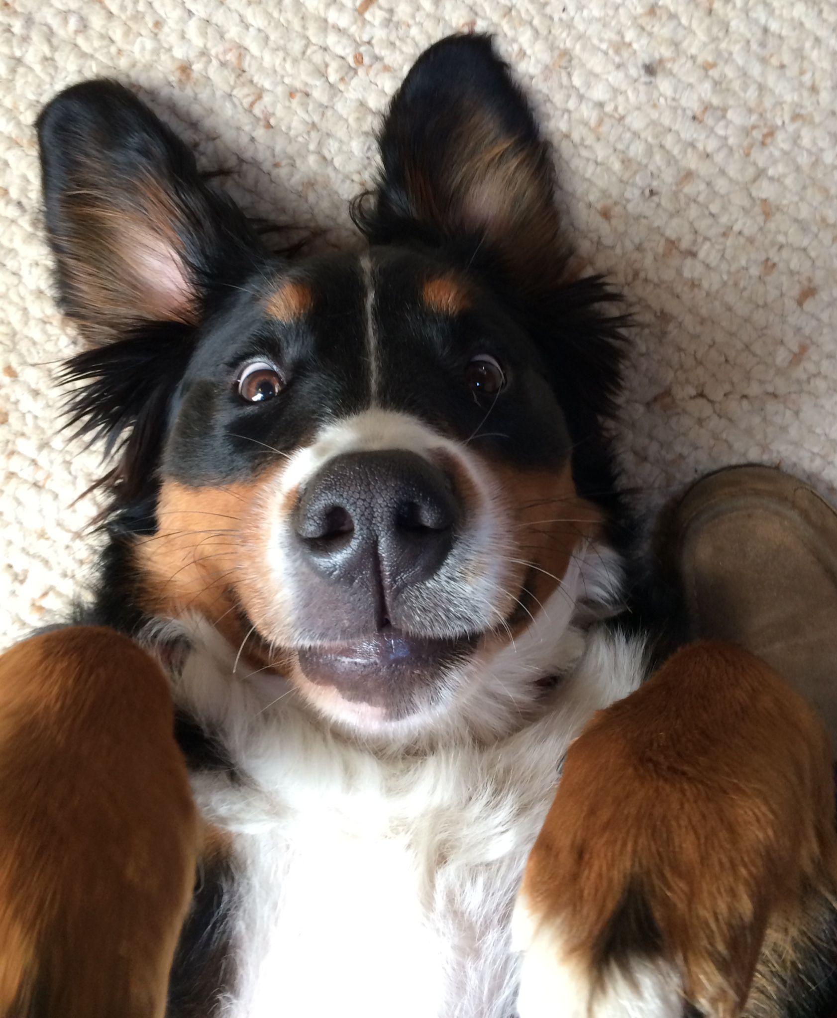 1682x2046 Computer Bernese Mountain Dog Wallpaper, Desktop Background 1682x2046 Id