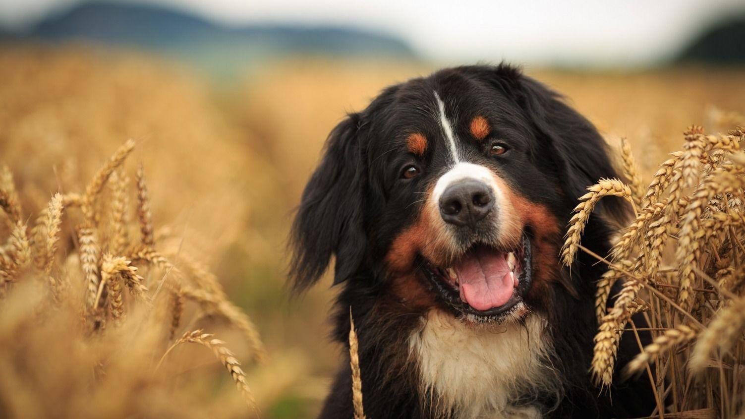 1503x845 Download wallpaper dog, look, field, dog, Bernese mountain dog, face, ears, section dog in resol. Bernese mountain dog, Burmese mountain dogs, Swiss mountain dogs