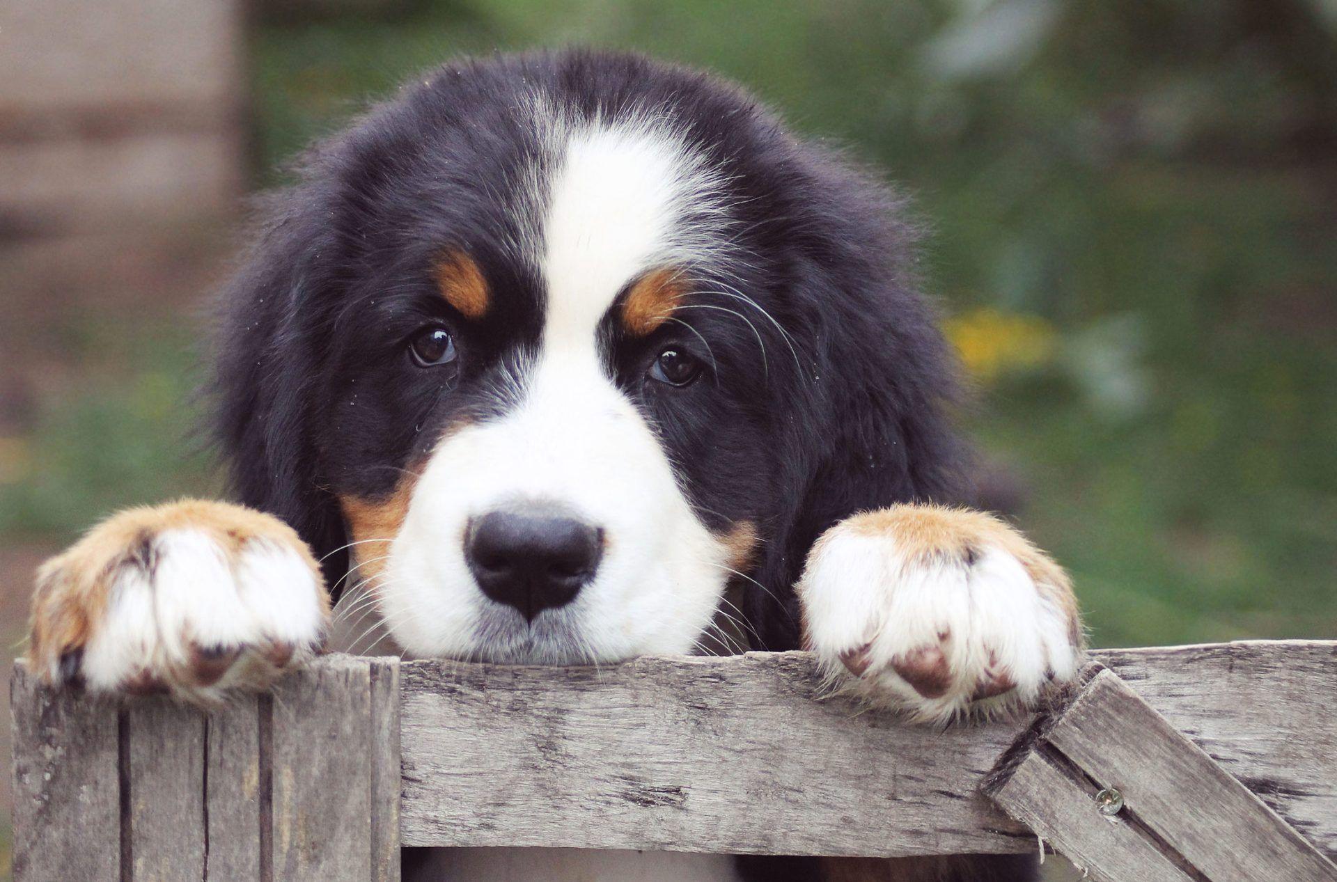 1920x1267 My Bernese Mountain Dog HD New Tab