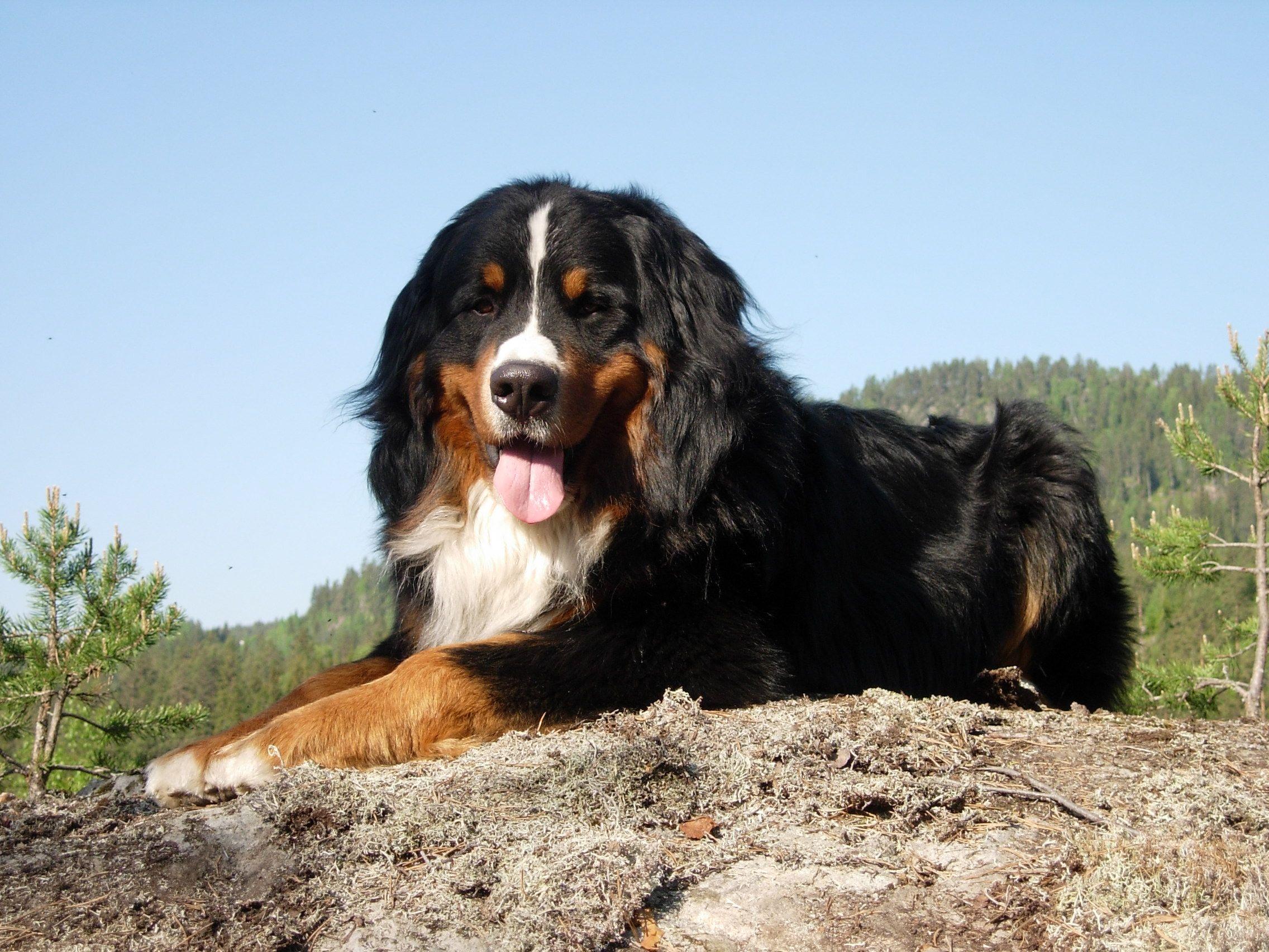 2272x1704 Bernese Mountain Dog on the hill photo and wallpaper. Beautiful Bernese Mountain Dog on the hill picture