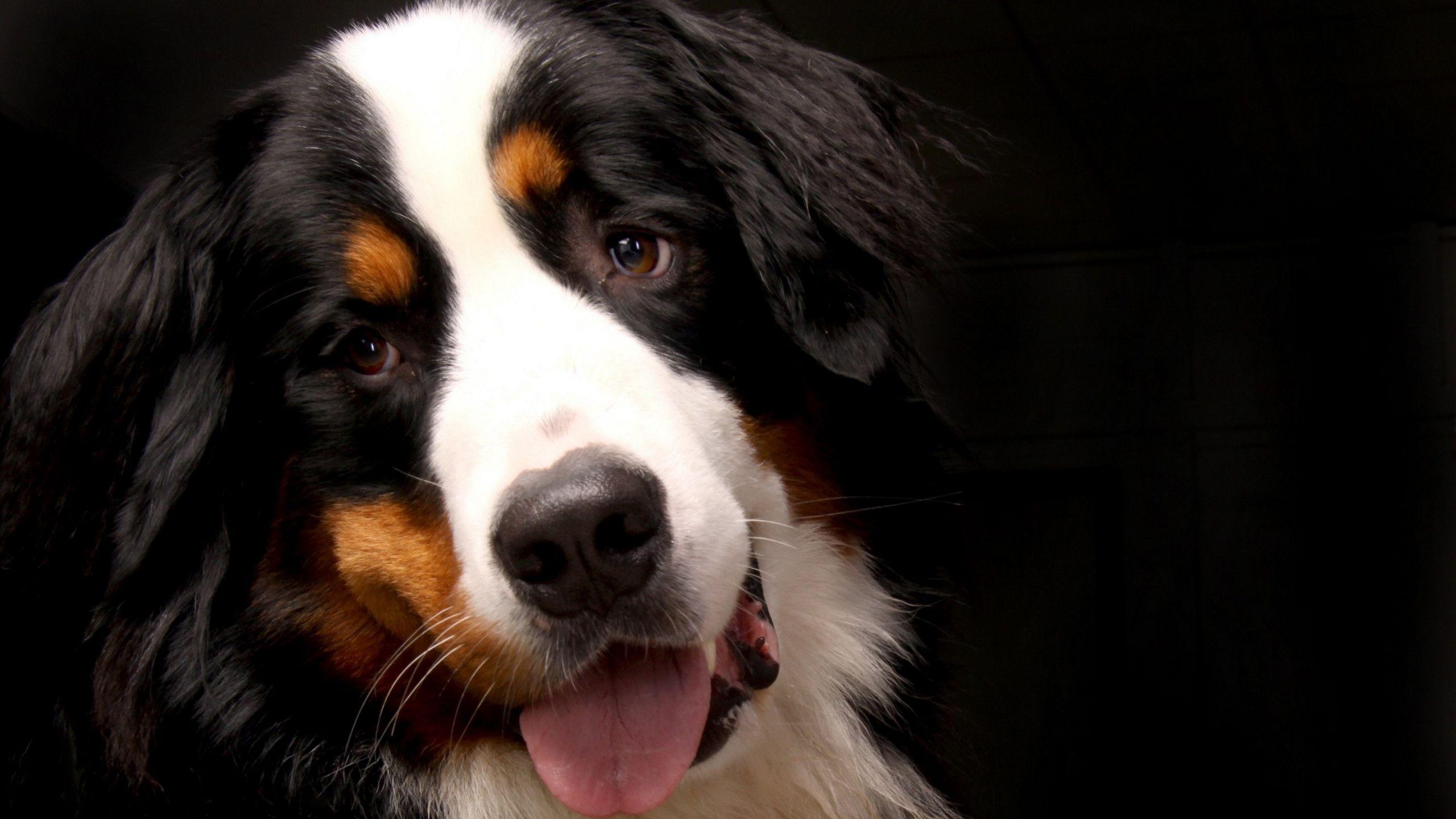2560x1440 Download wallpaper: Bernese Mountain Dog 2560x1440