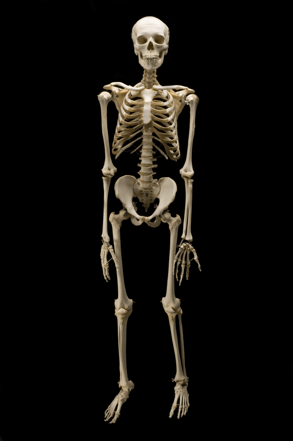 1022x1536 Skeleton wallpaper, Animal, HQ Skeleton pictureK Wallpaper 2019