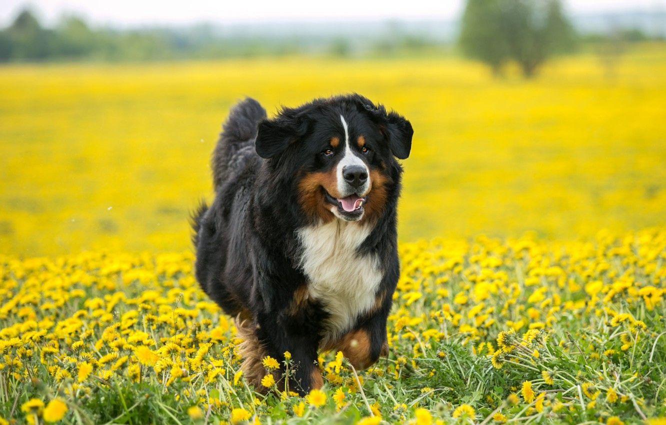 Bernese Mountain Dog Wallpapers - Top Free Bernese Mountain Dog