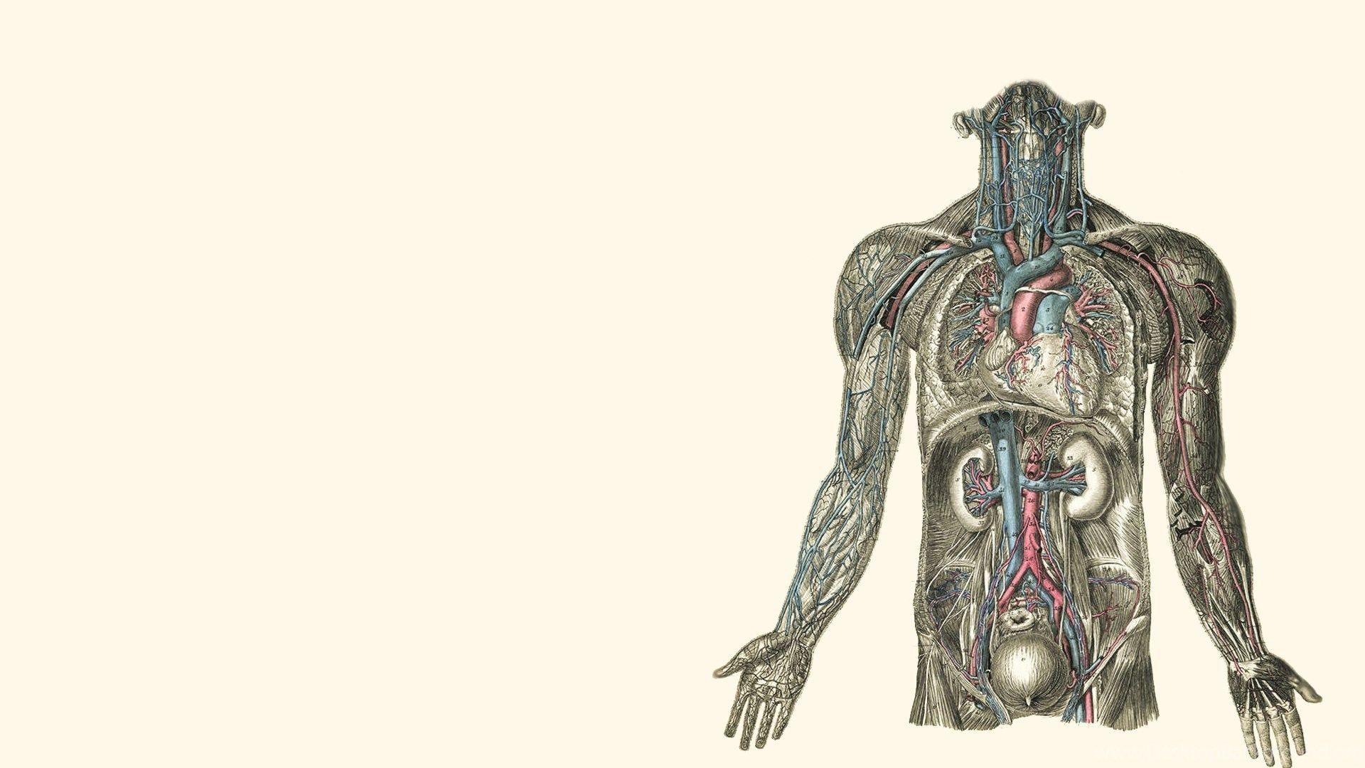 1920x1080 Human Muscle Cell Diagram.info. Human anatomy picture, Medical wallpaper, Body anatomy