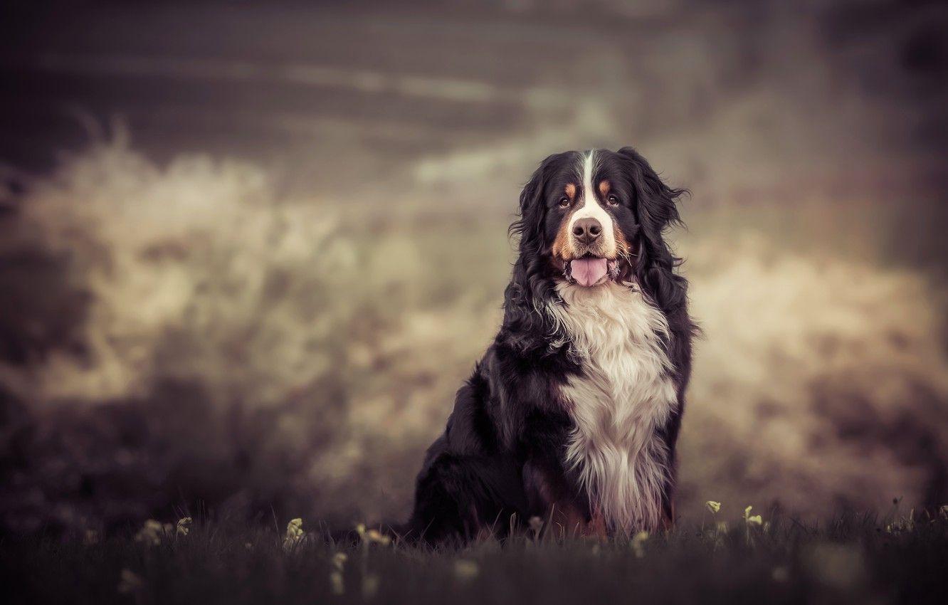Bernese Mountain Dog Wallpapers - Top Free Bernese Mountain Dog
