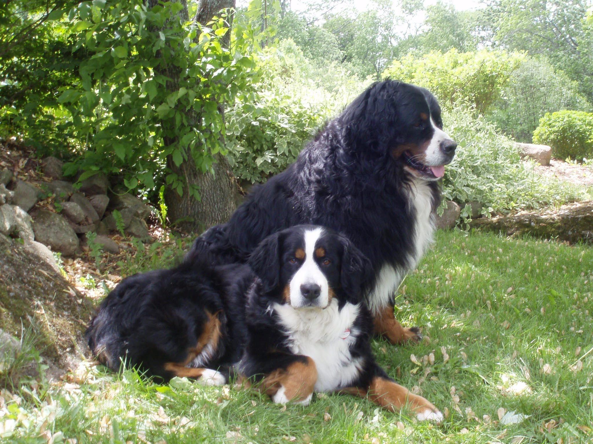 2048x1536 Bernese Mountain Dog HD Wallpaper