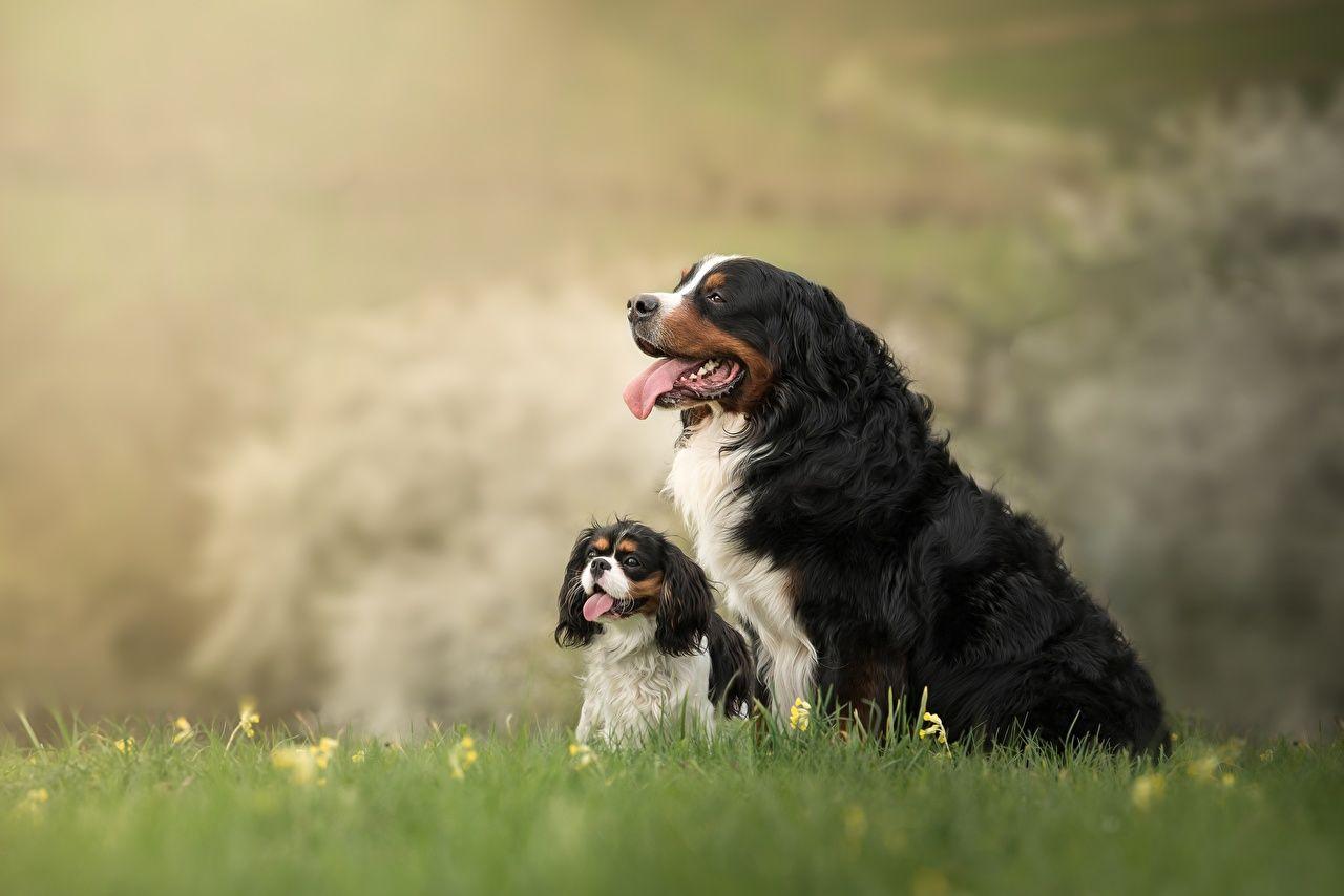 1280x854 image Puppy Bernese Mountain Dog dog Two Grass Animals
