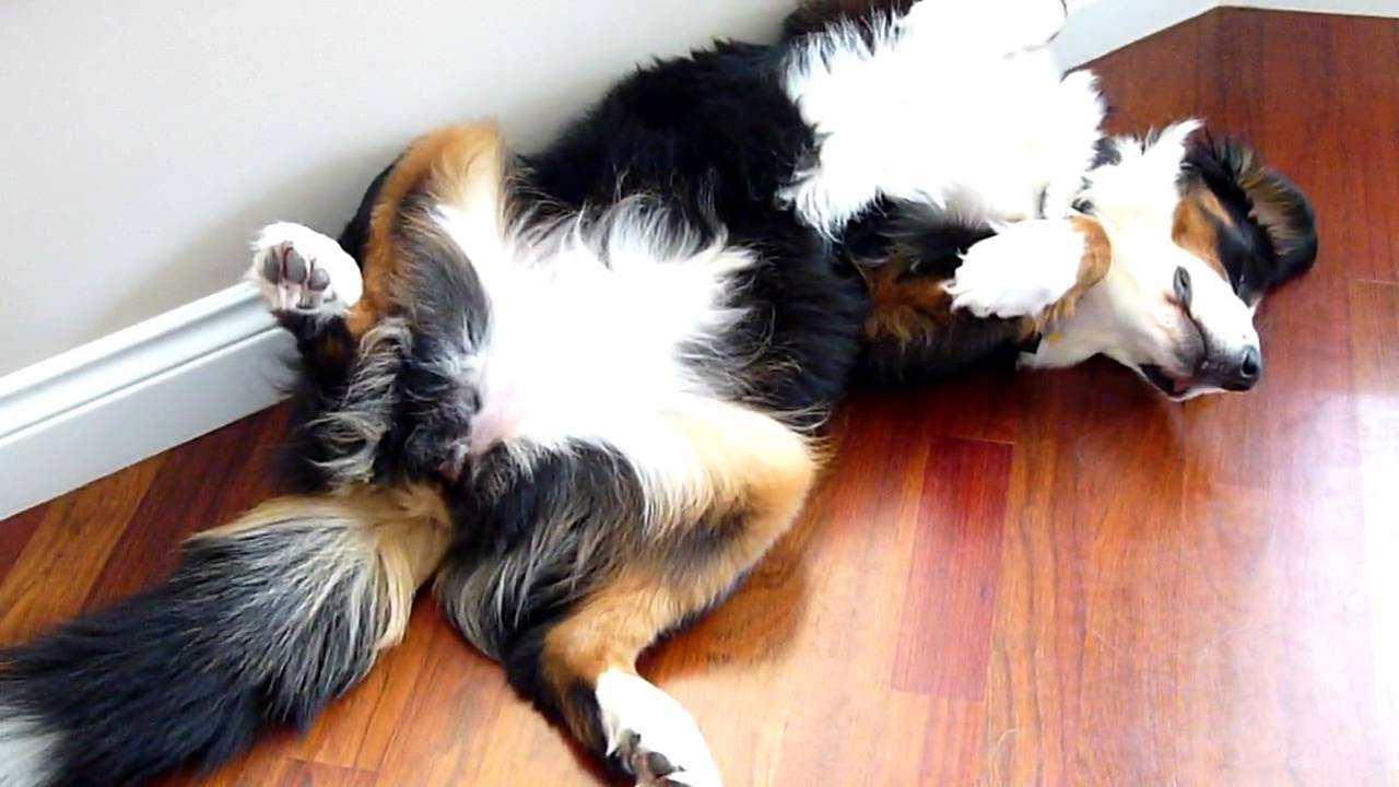 1280x720 Bernese Mountain Dog wallpaperx720